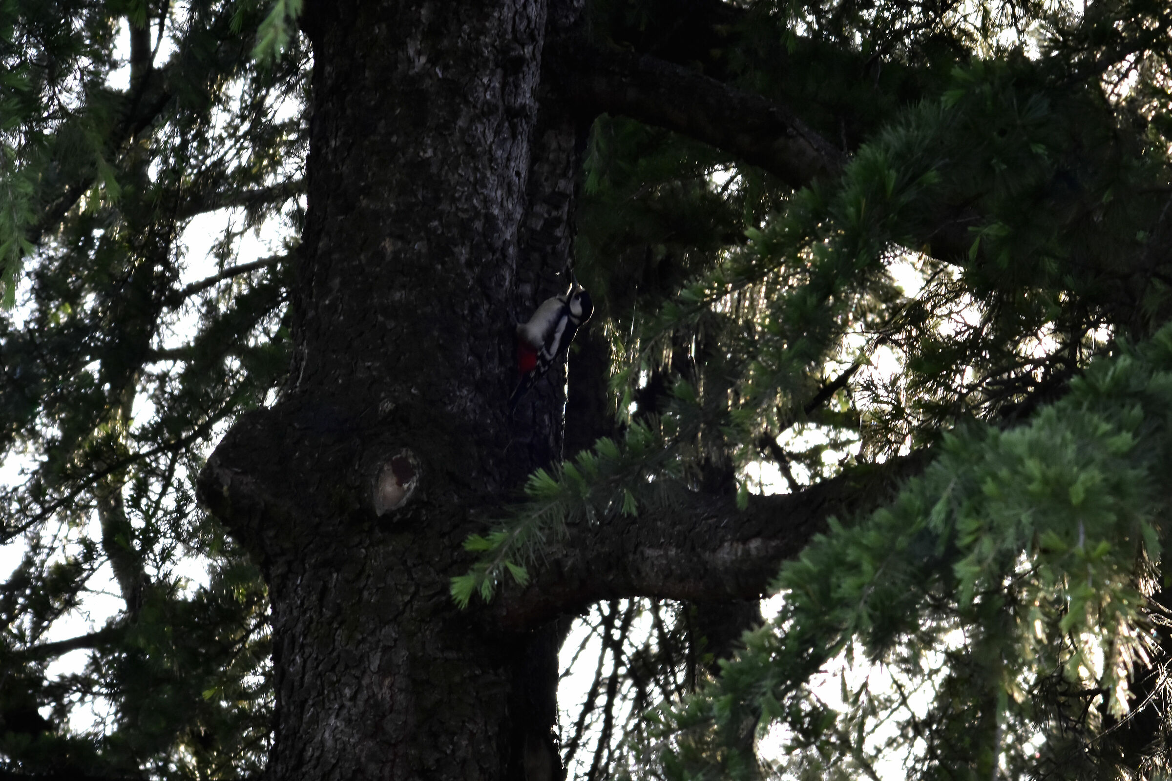 picchio rosso maggiore