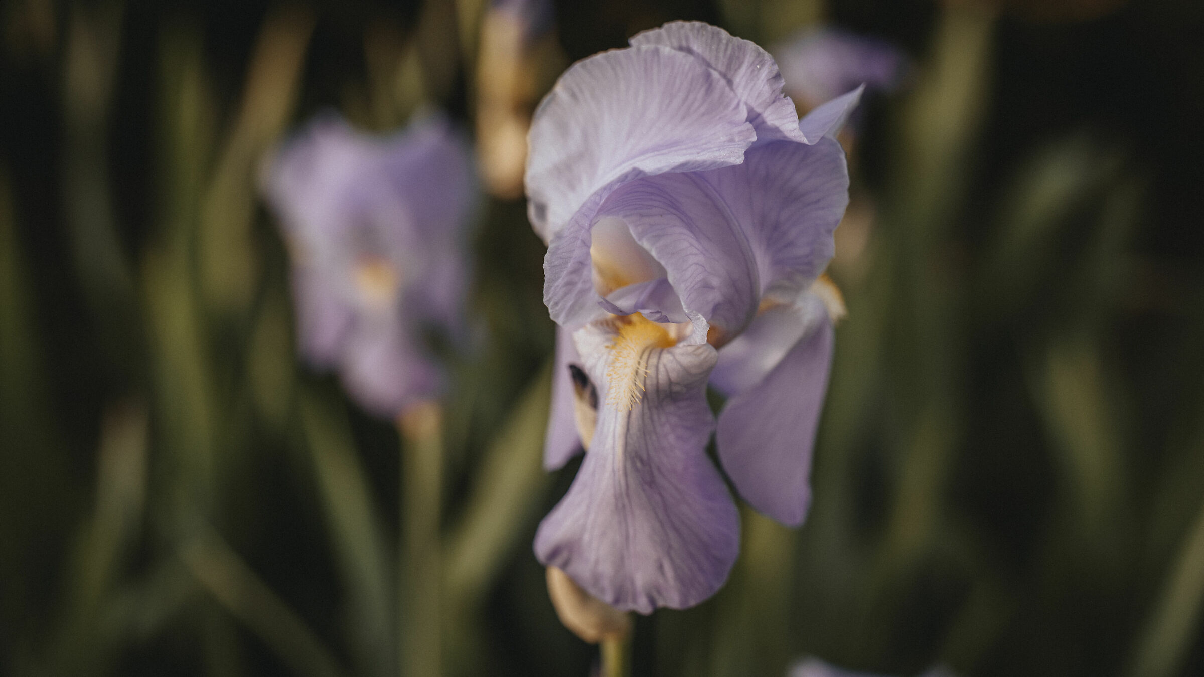 Giaggiolo Fiorentino