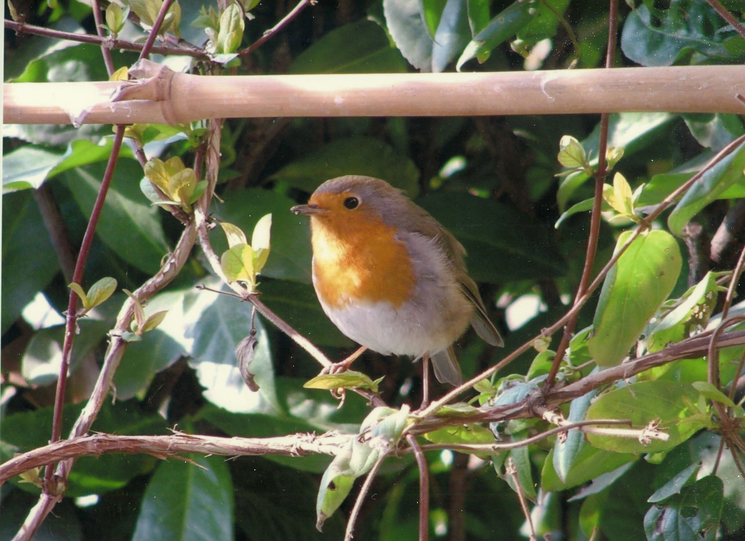 Pettirosso in giardino