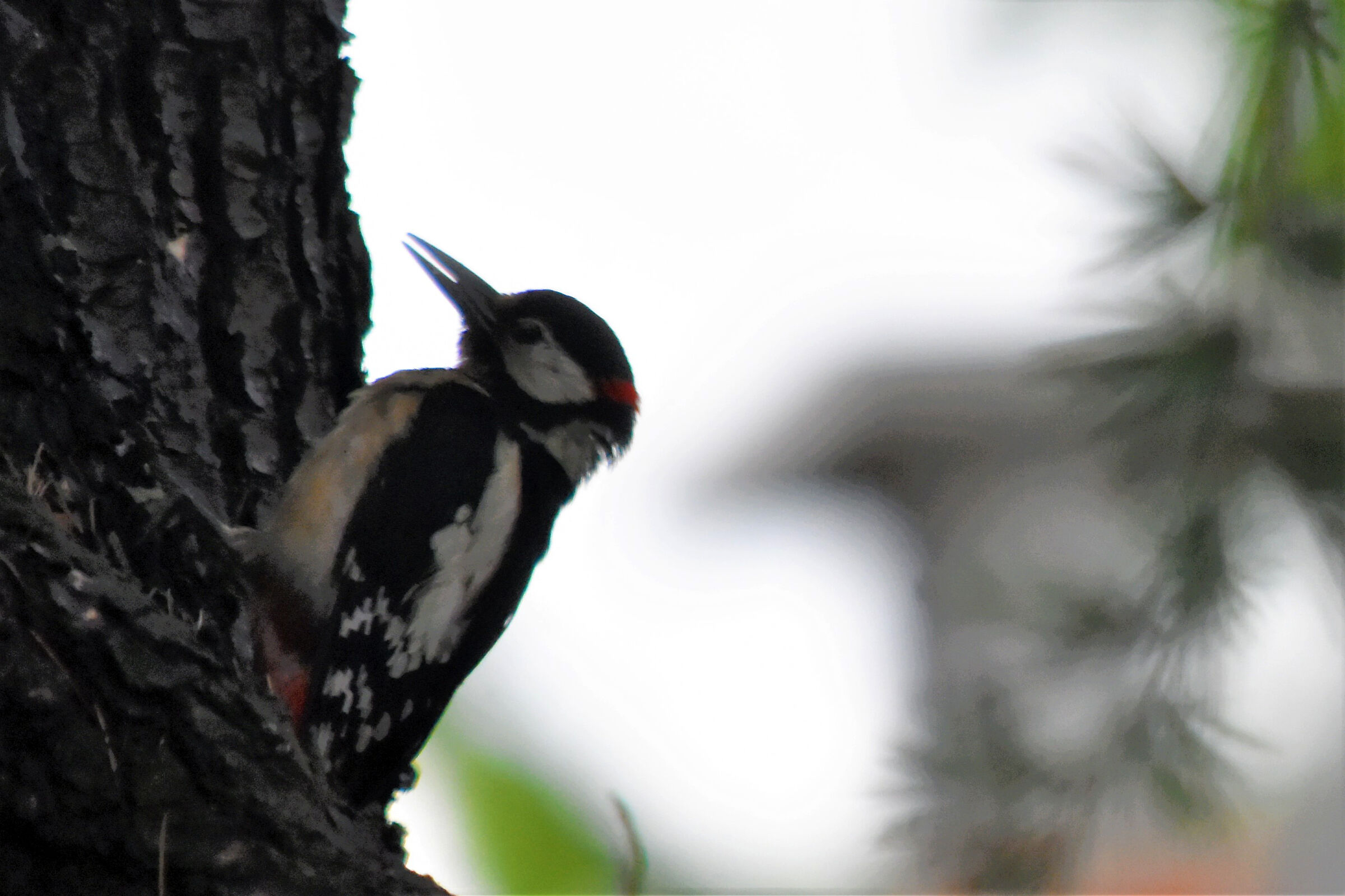 picchio rosso maggiore