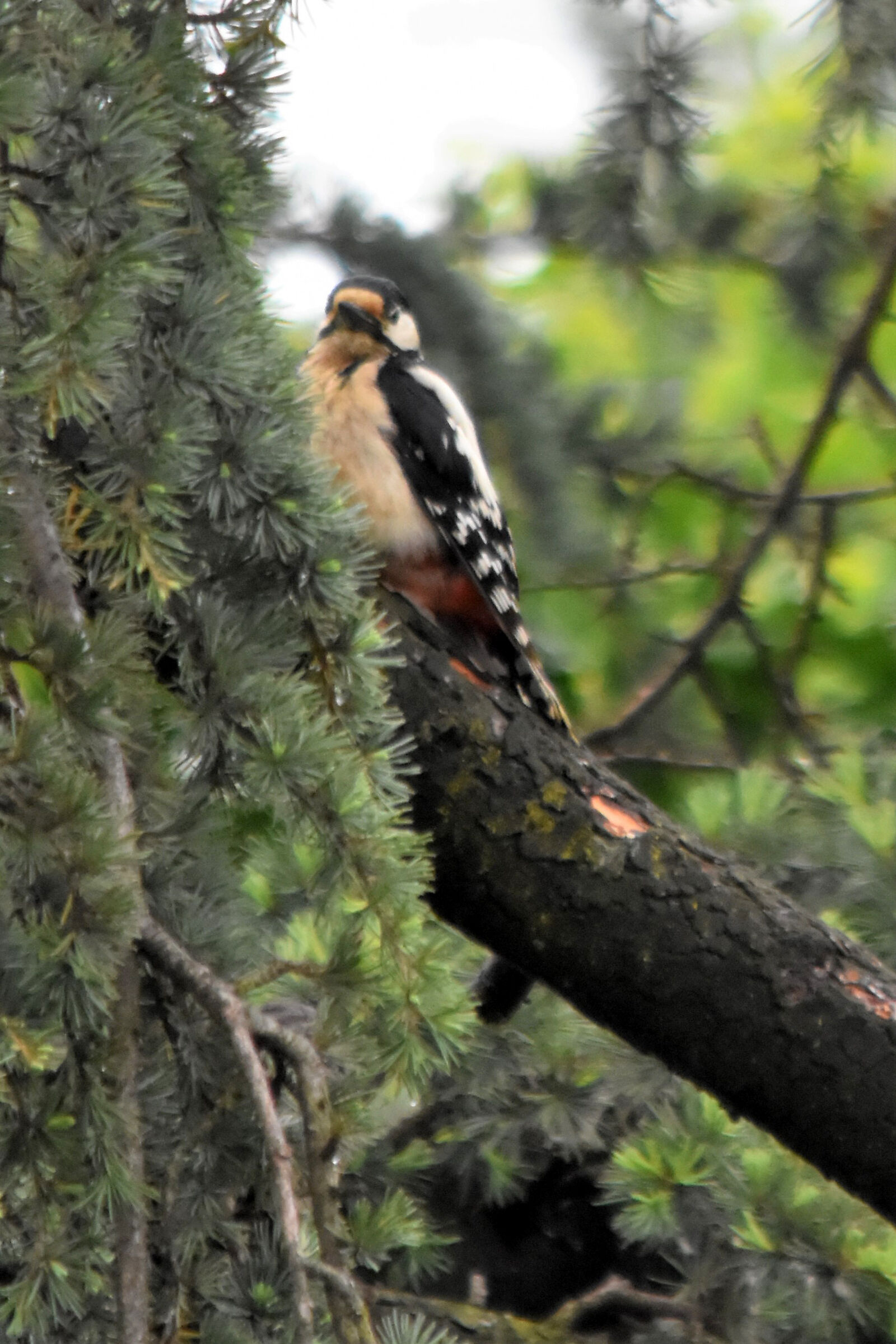 picchio rosso maggiore
