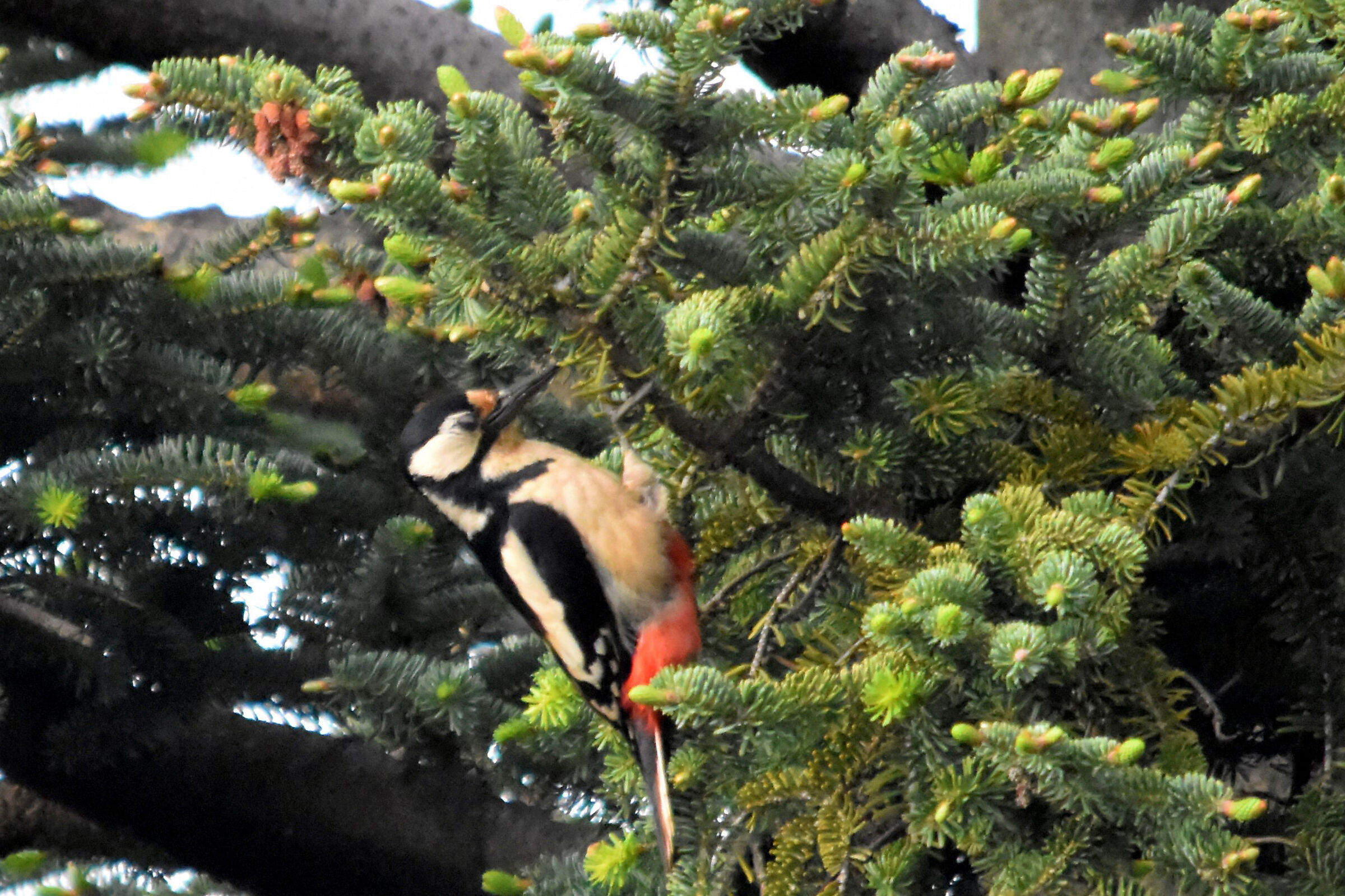 picchio rosso maggiore
