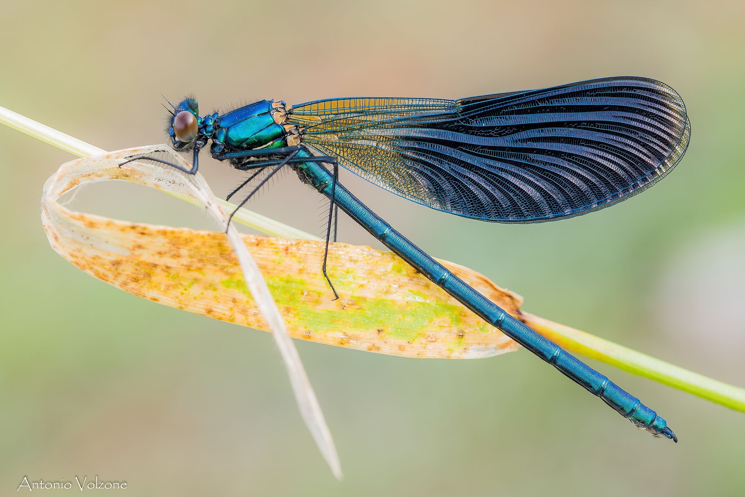 Calopteryx, New
