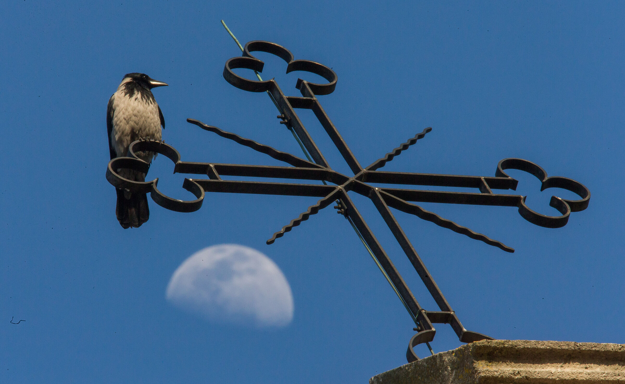 Gray crow, cross, moon