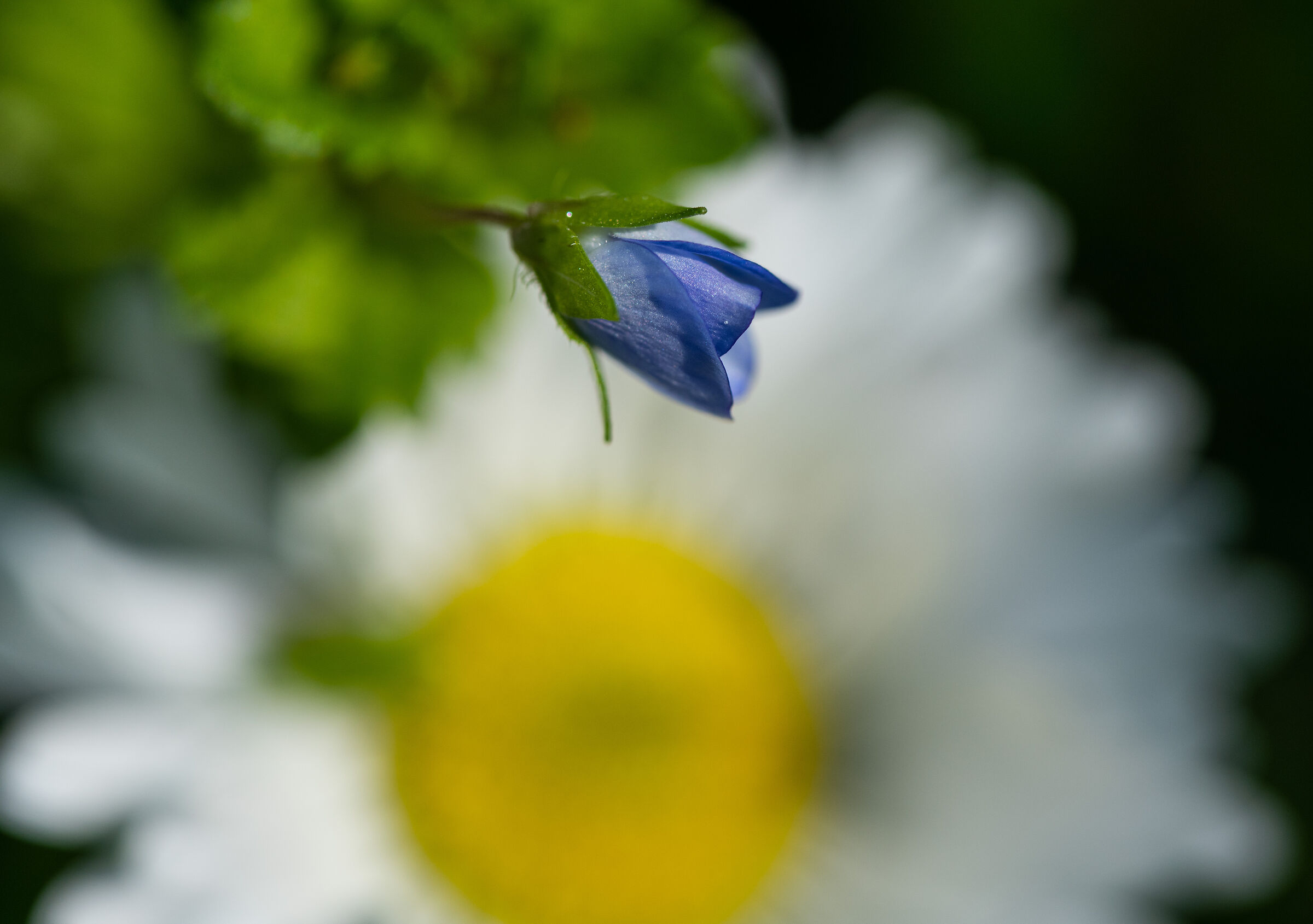 Guardando Margherita.....