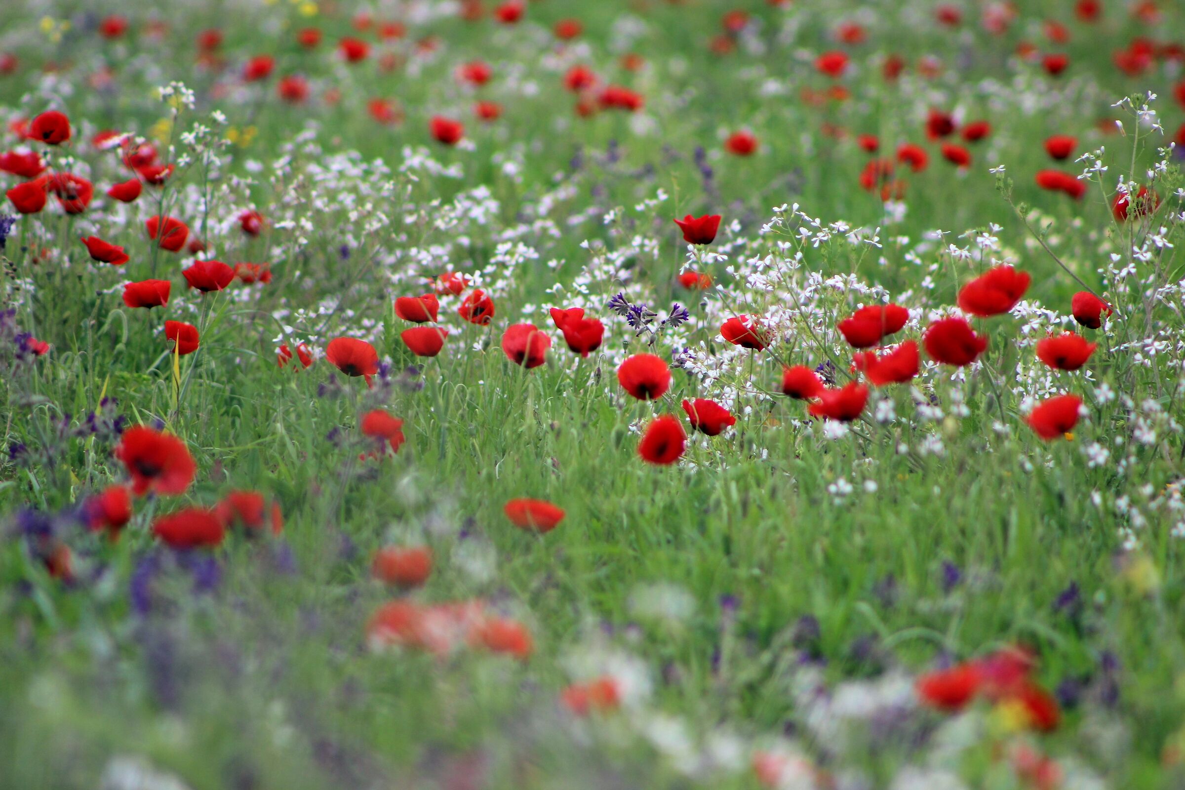 Mille papaveri rossi