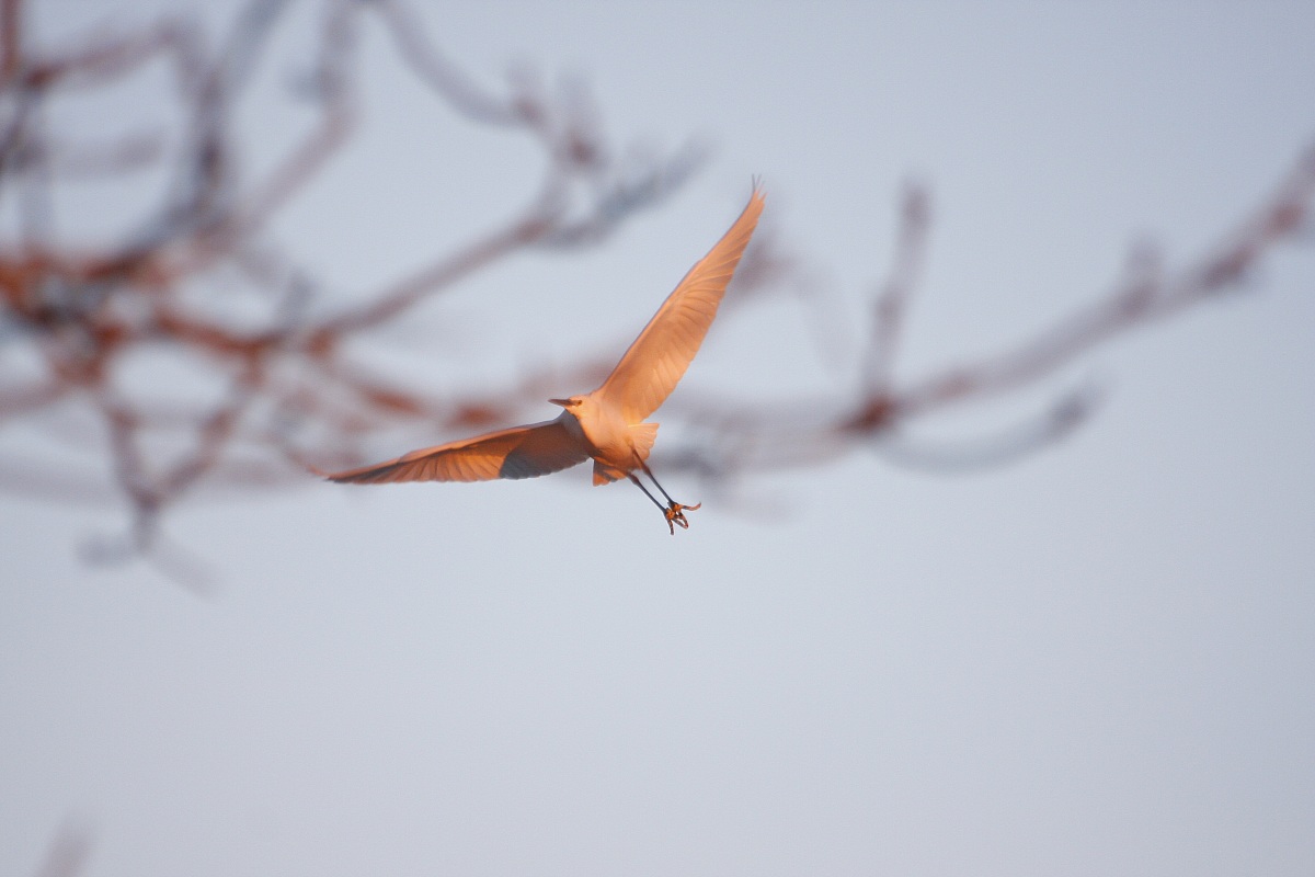 maledetto il ramo ....
