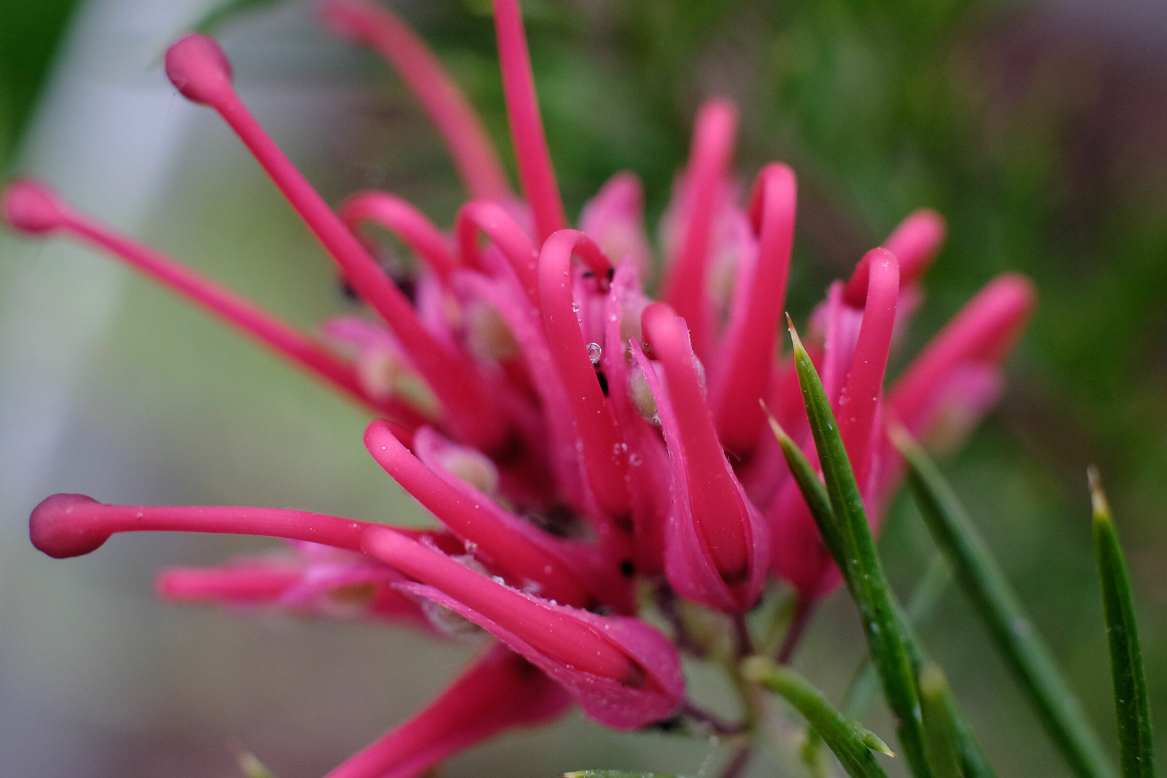 Grevillea, Alabama