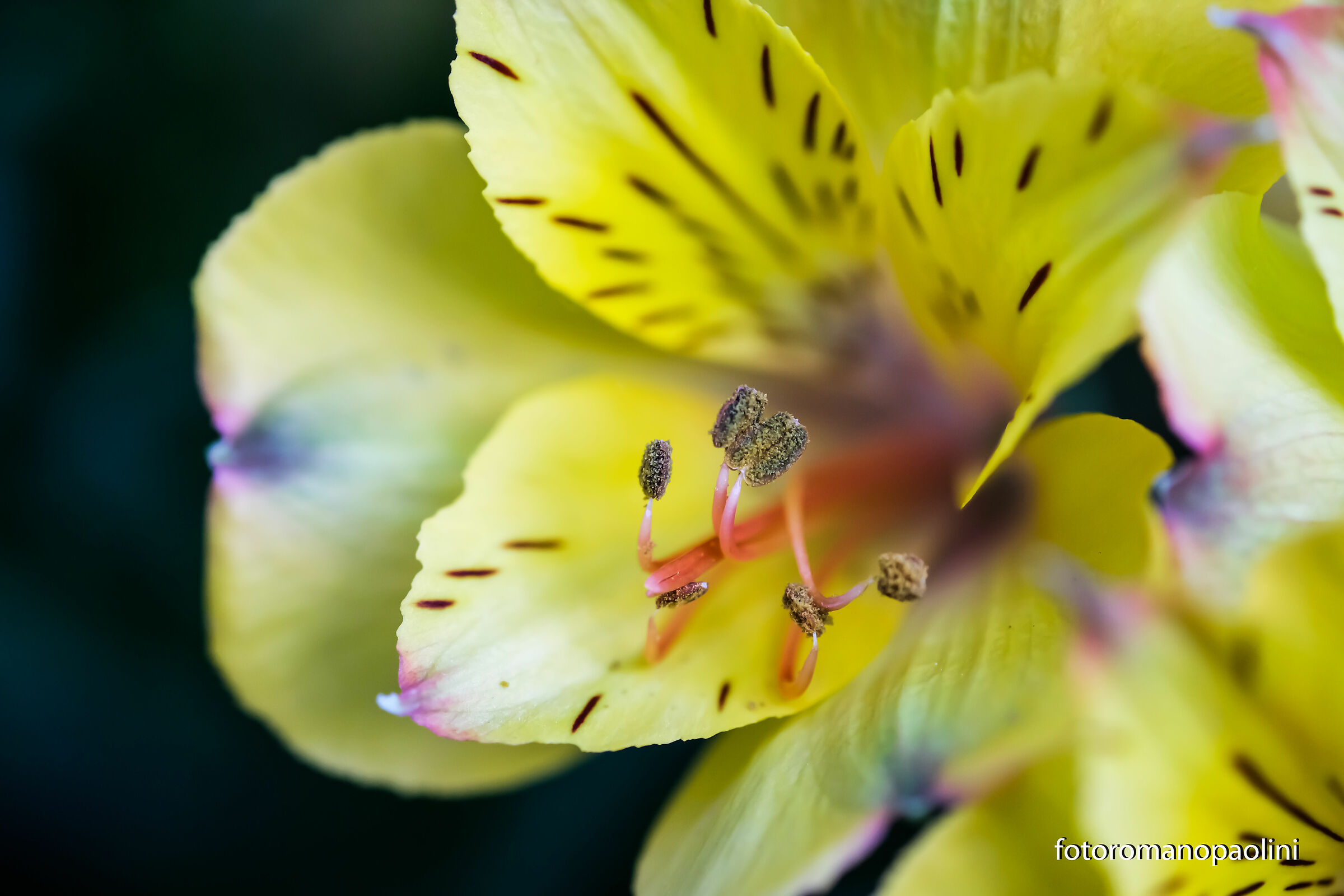 macro a 2.4