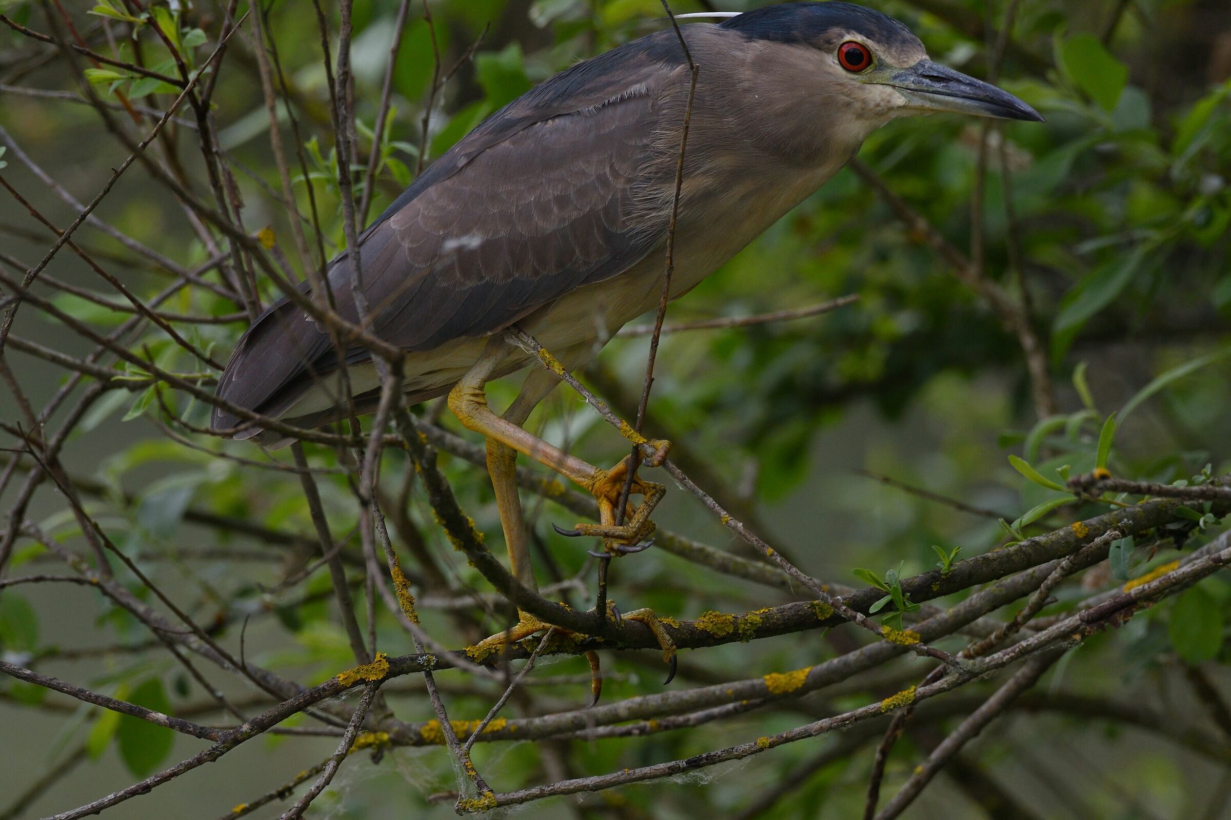 close up of nitticora