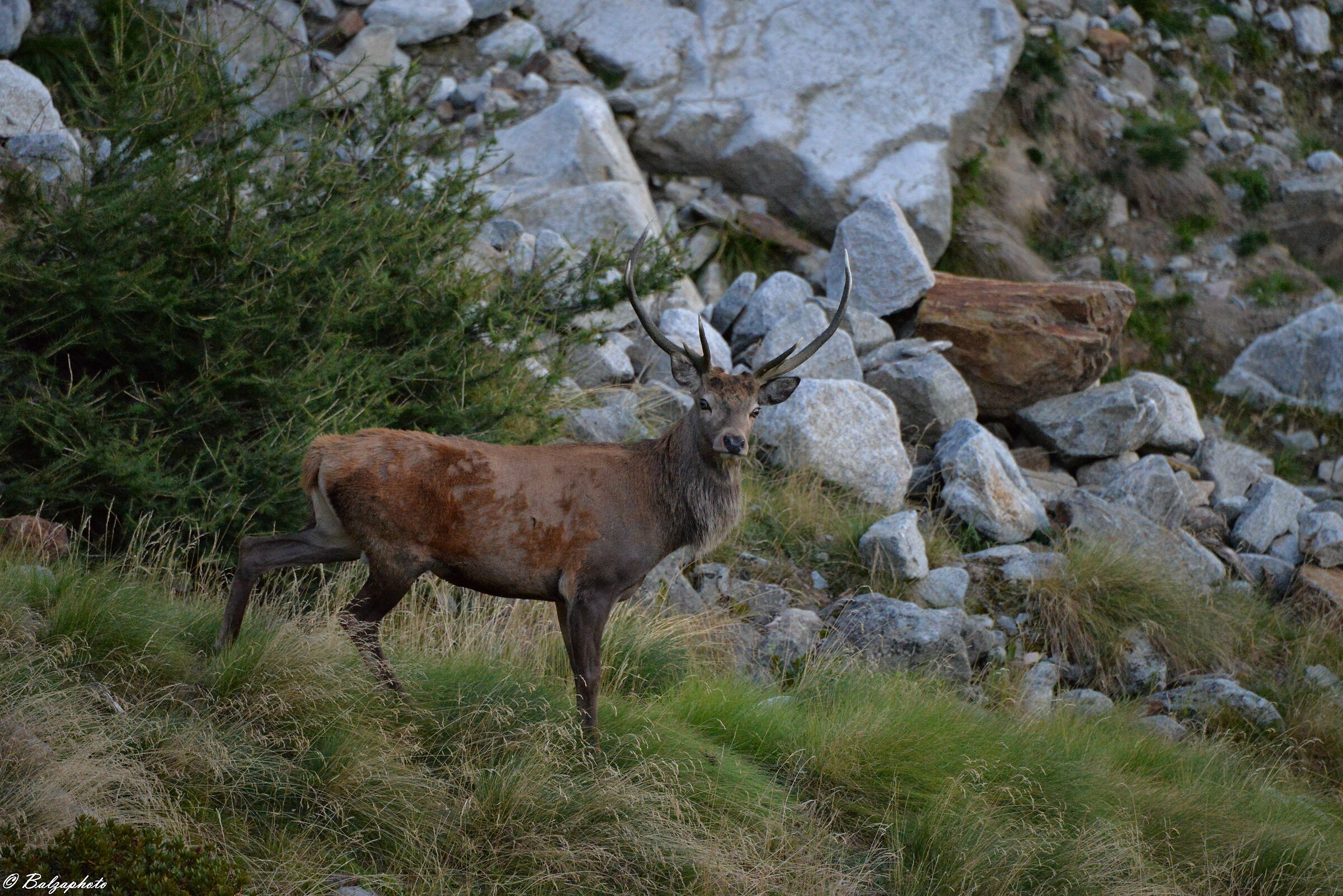 Cervo maschio che si sente osservato
