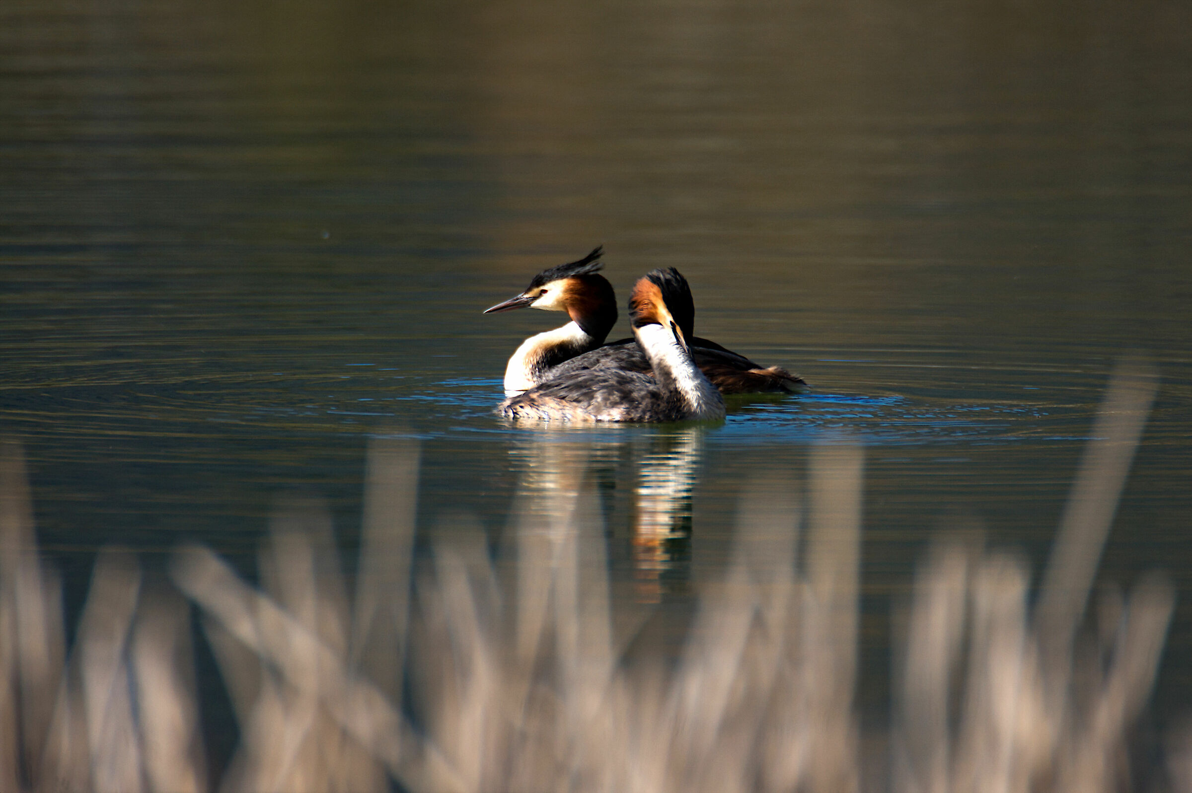 Grebe