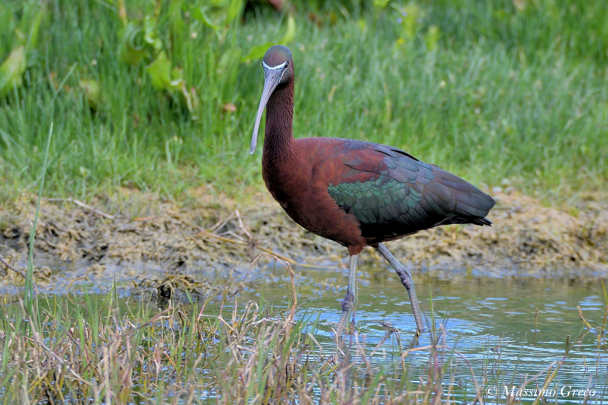 Mignattaio (Plegadis falcinellus)