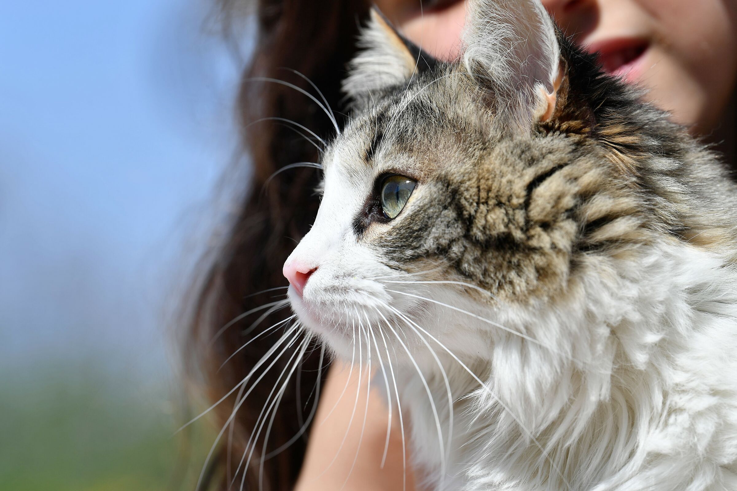 Morgana's kitten,Juza