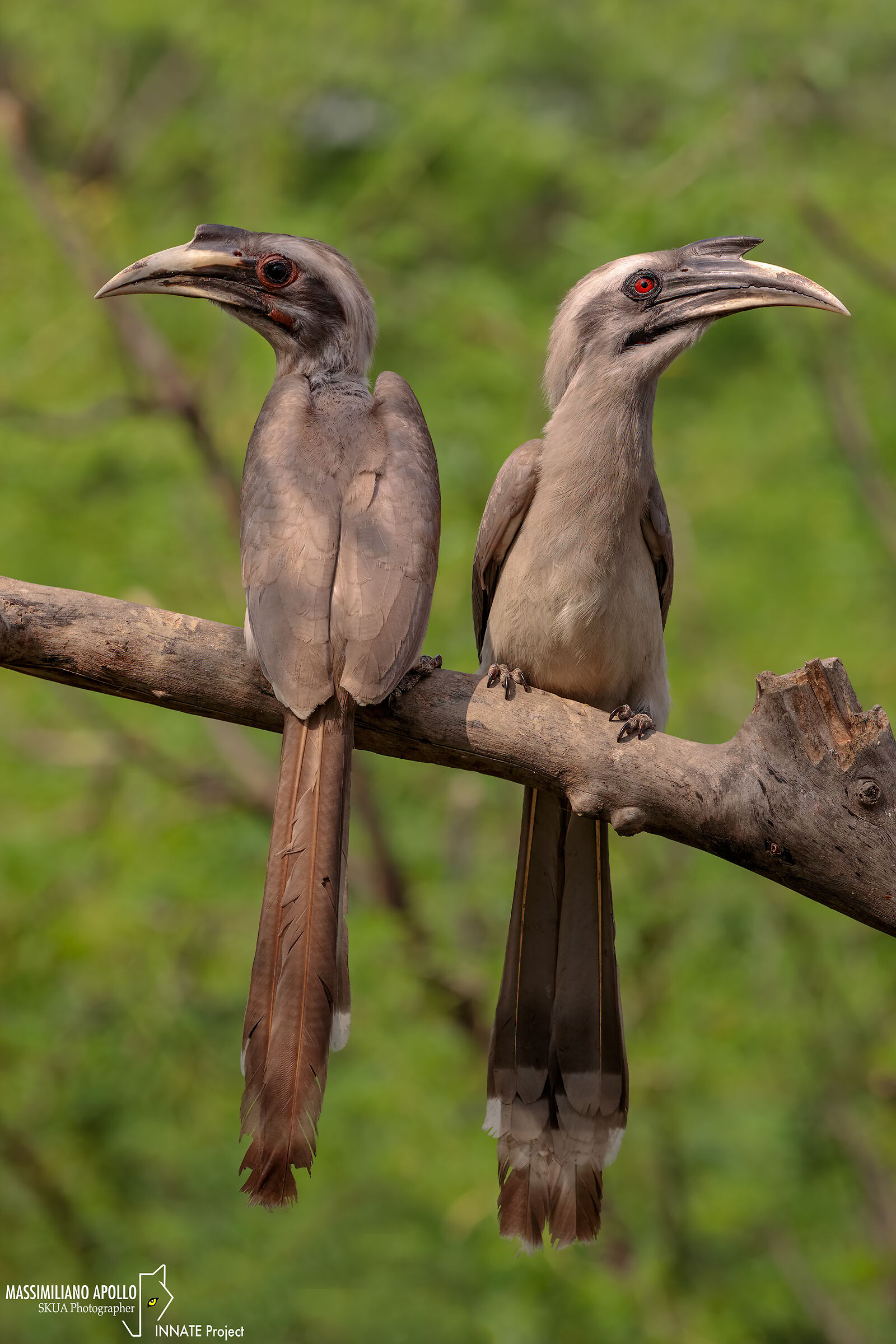 Grey hornbill...