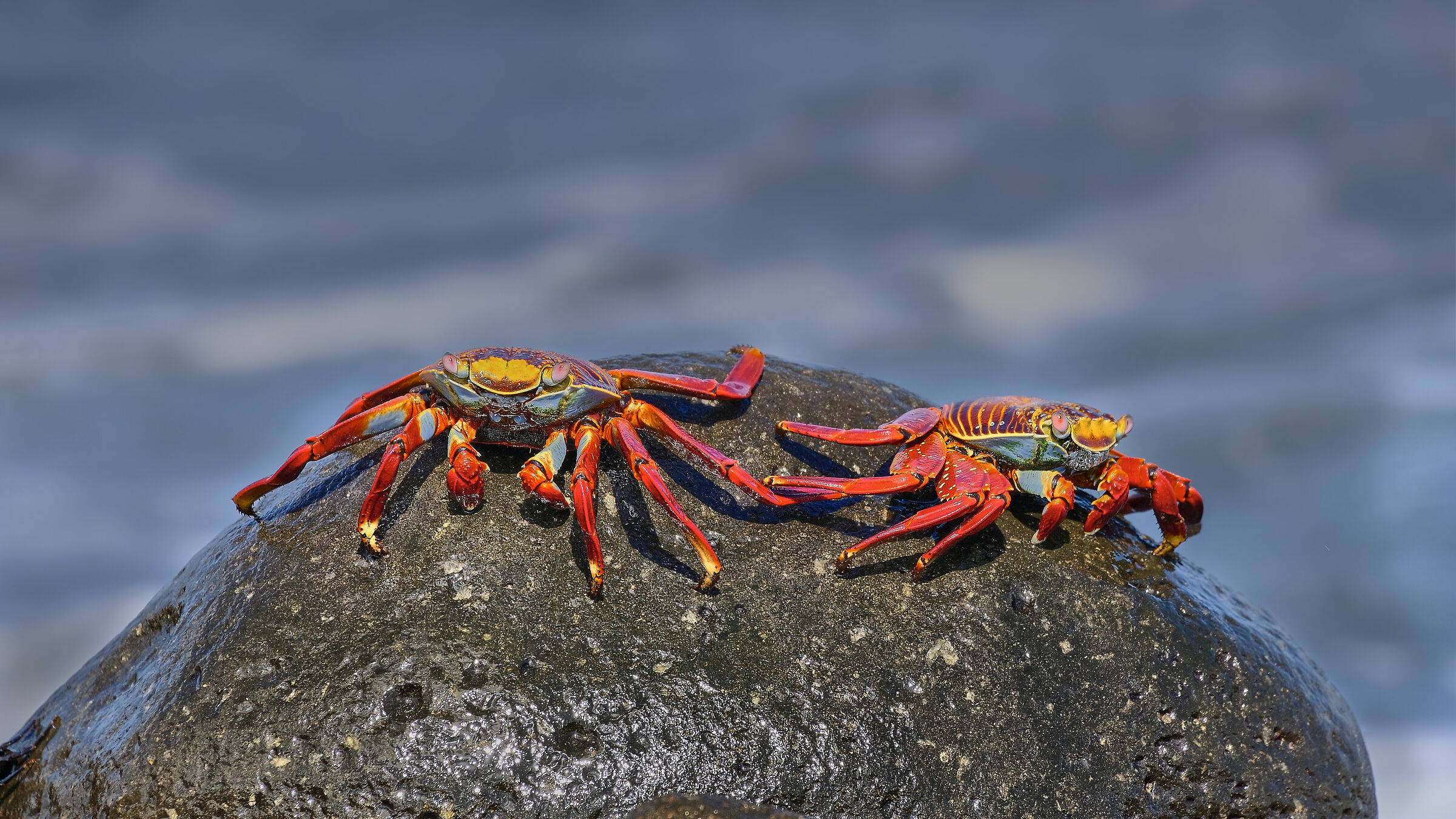 crab sally lightfoot