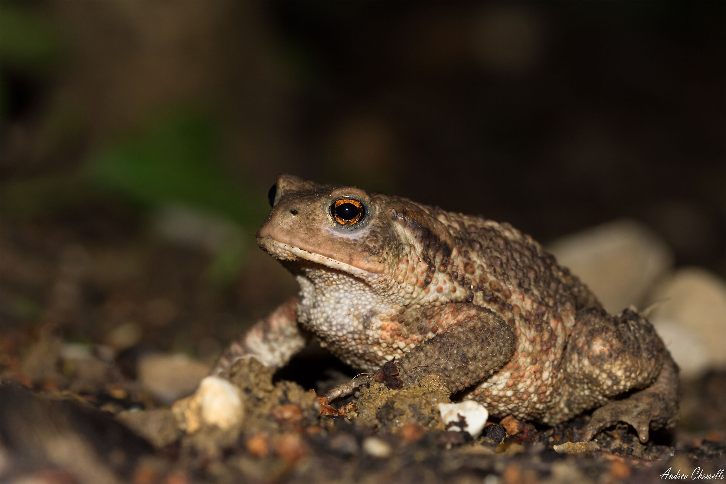 Rospo comune (Bufo bufo)