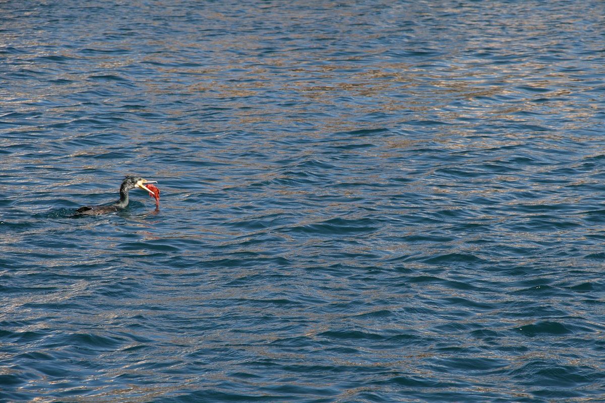 Cormorant with prey