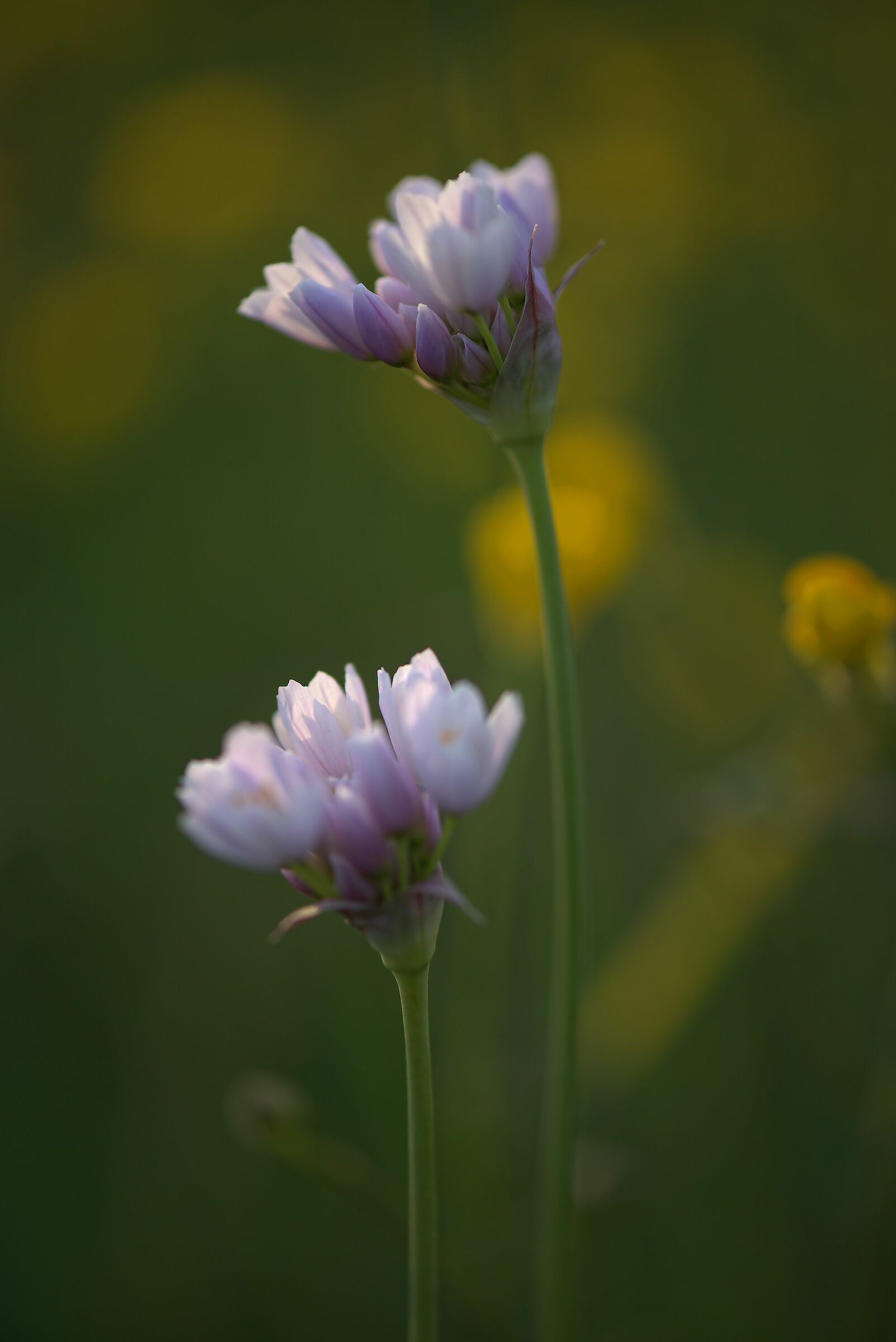 Wild garlic