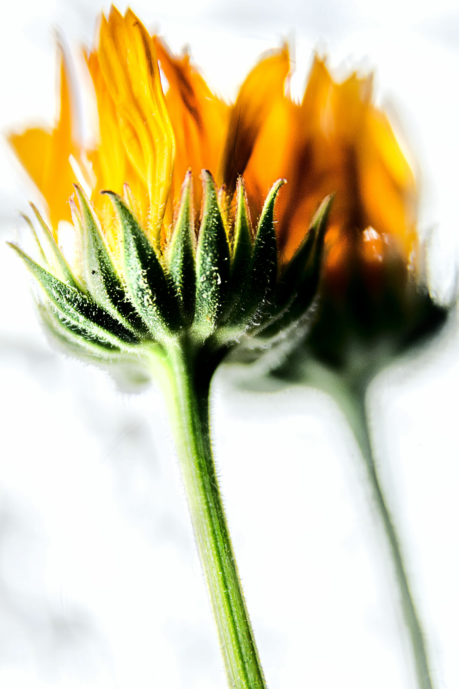 e bruciano le tue ali