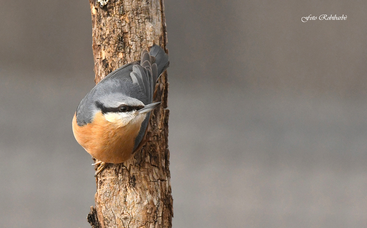 Picchio muratore....