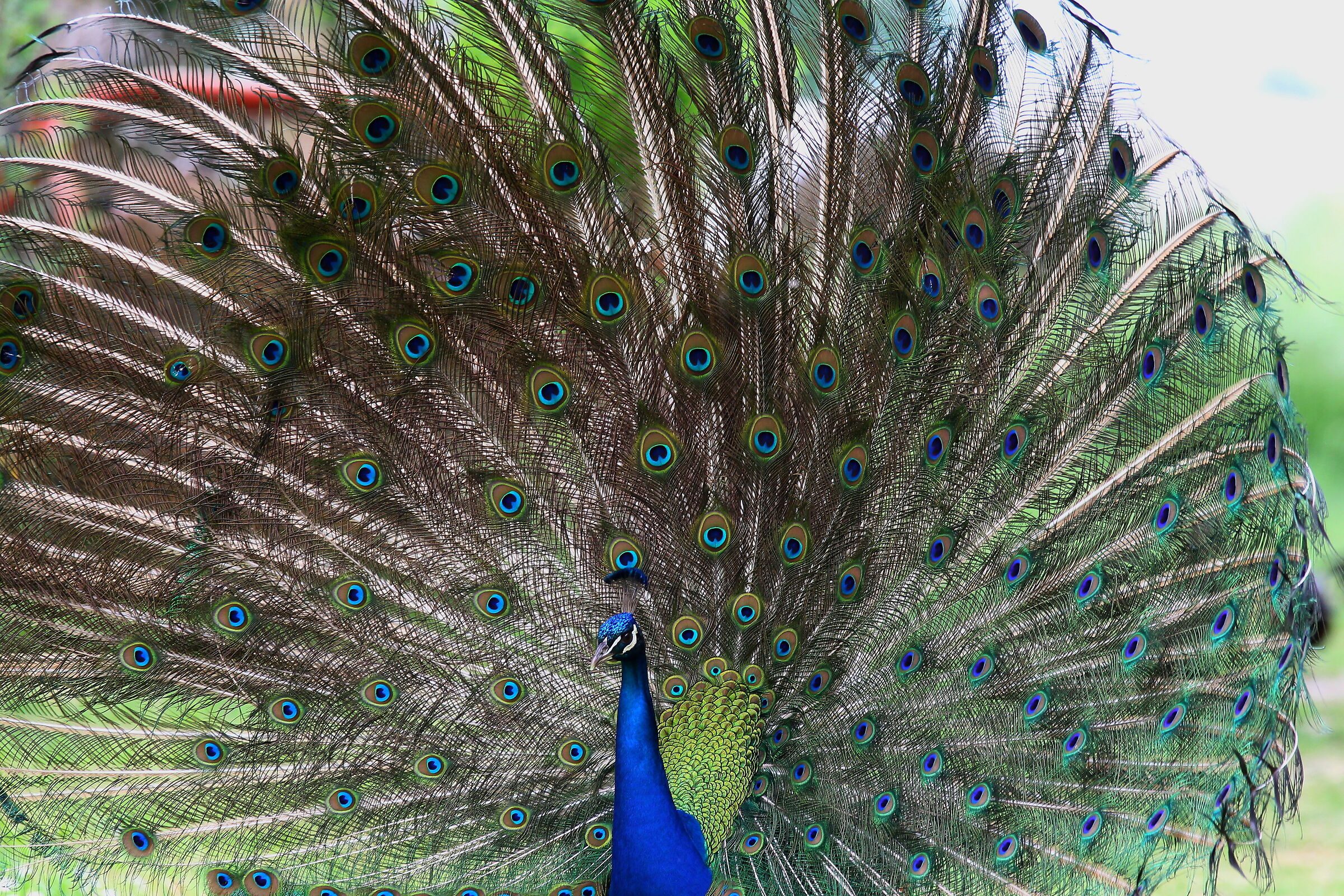 Peacock