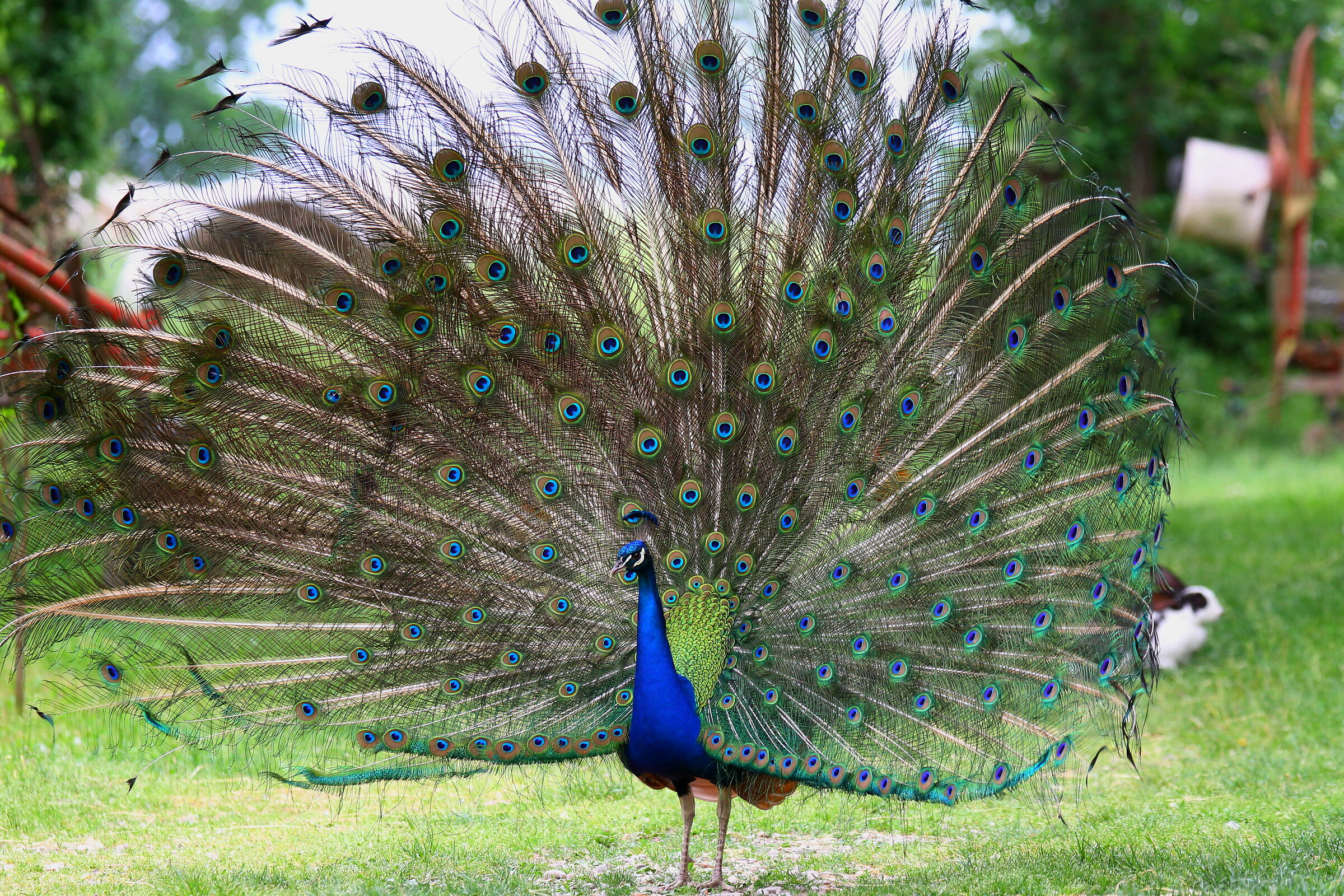 Peacock