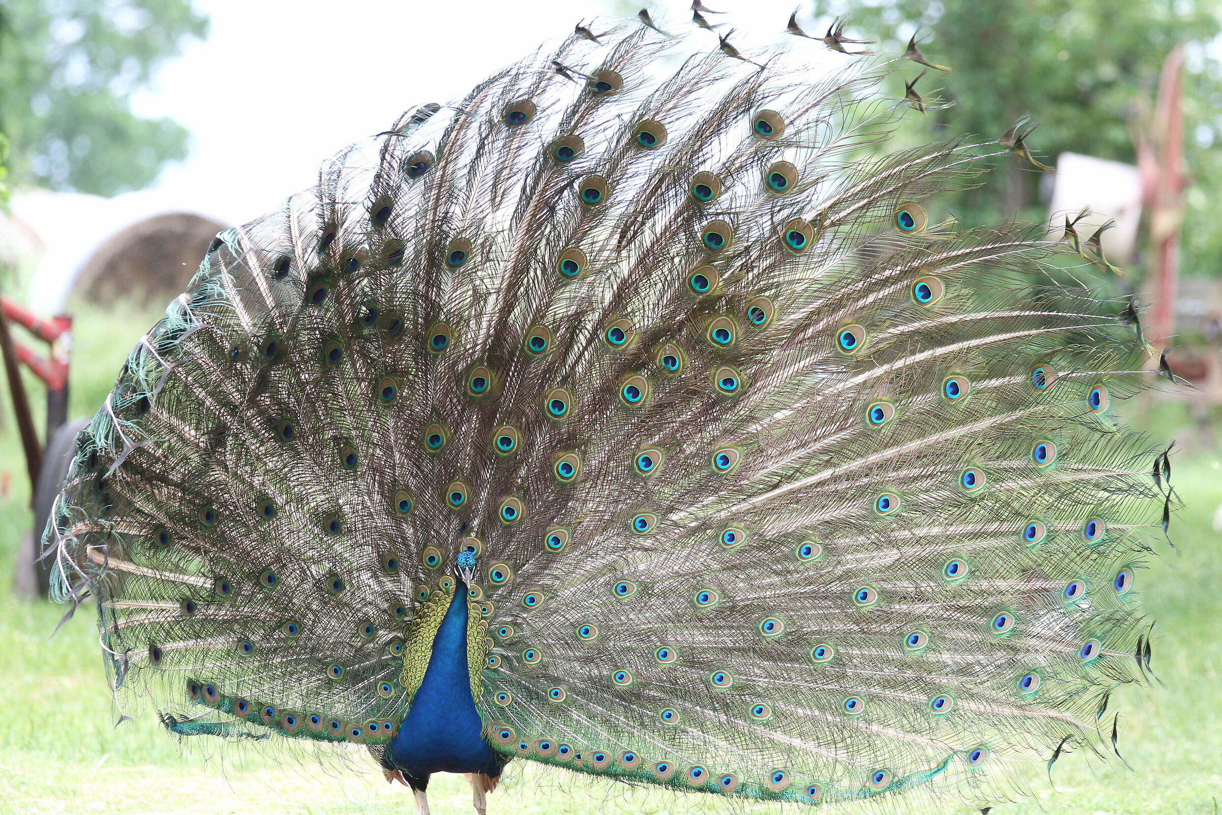 Peacock