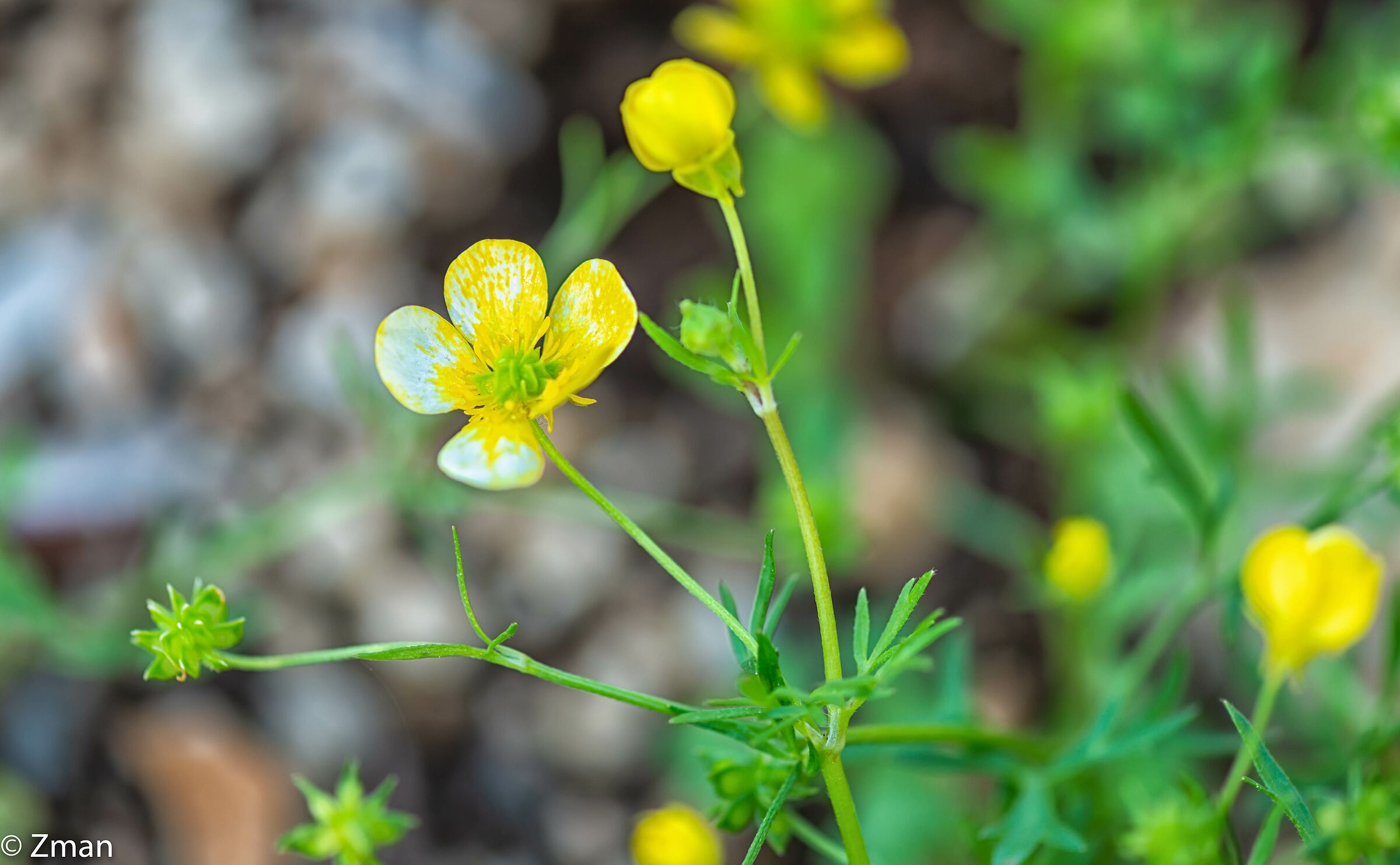 Hairy Buttercup Flowers