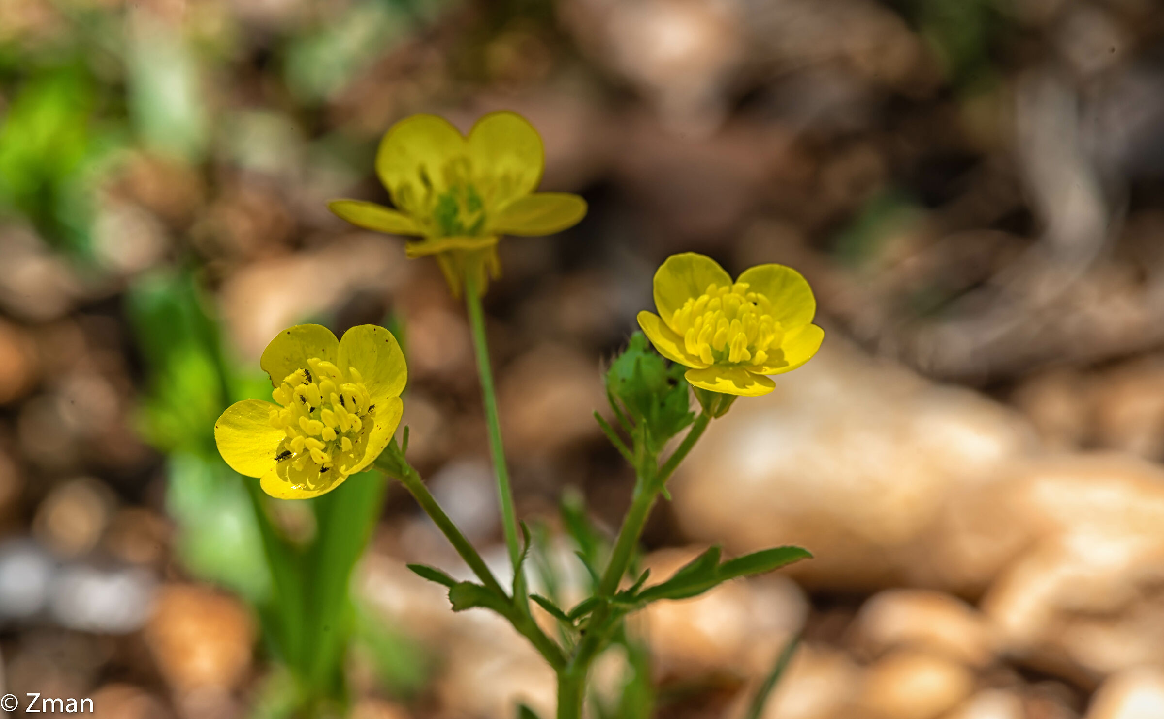 Hairy Buttercup Flowers