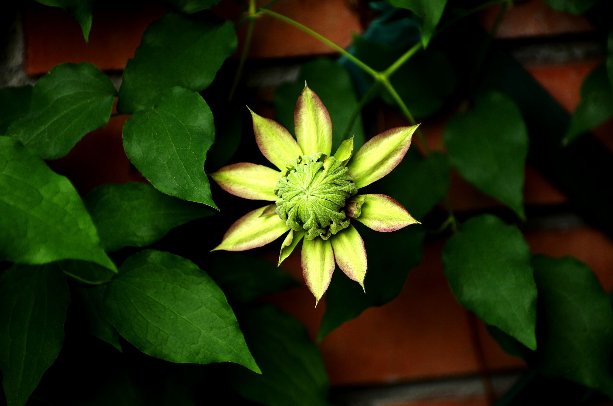 Clematis 2