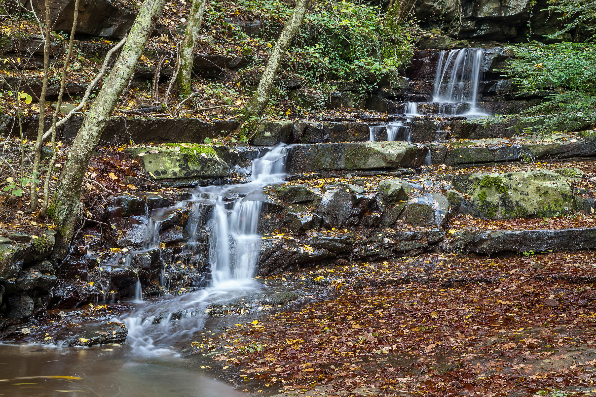 Foresta di Vallombrosa