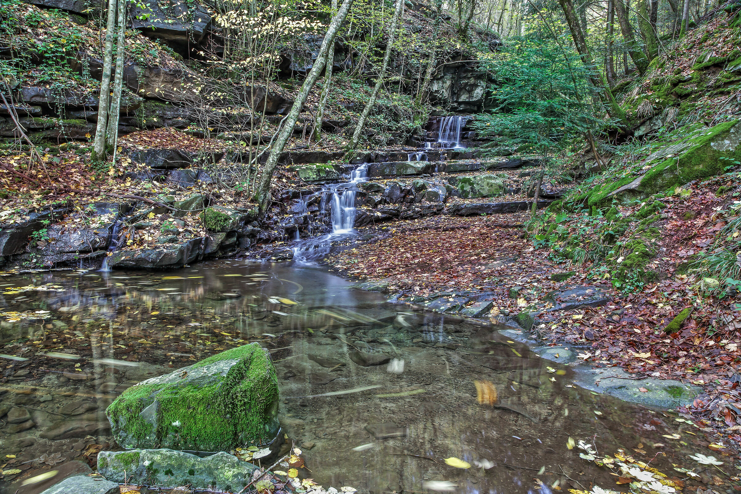 Foresta di Vallombrosa