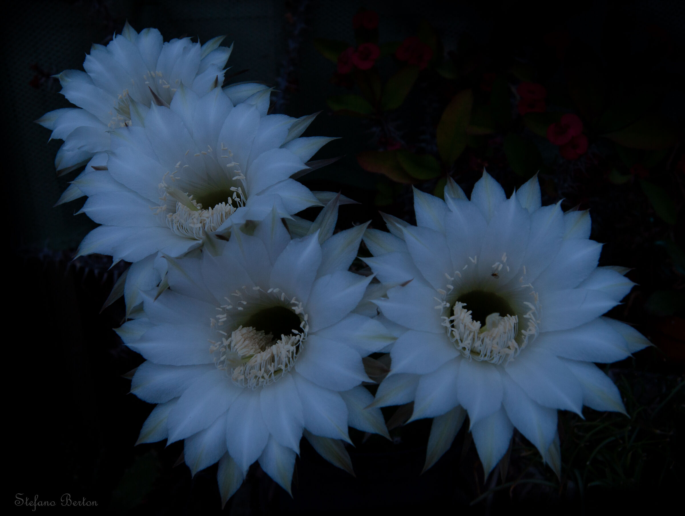 Blossoming to the Moon