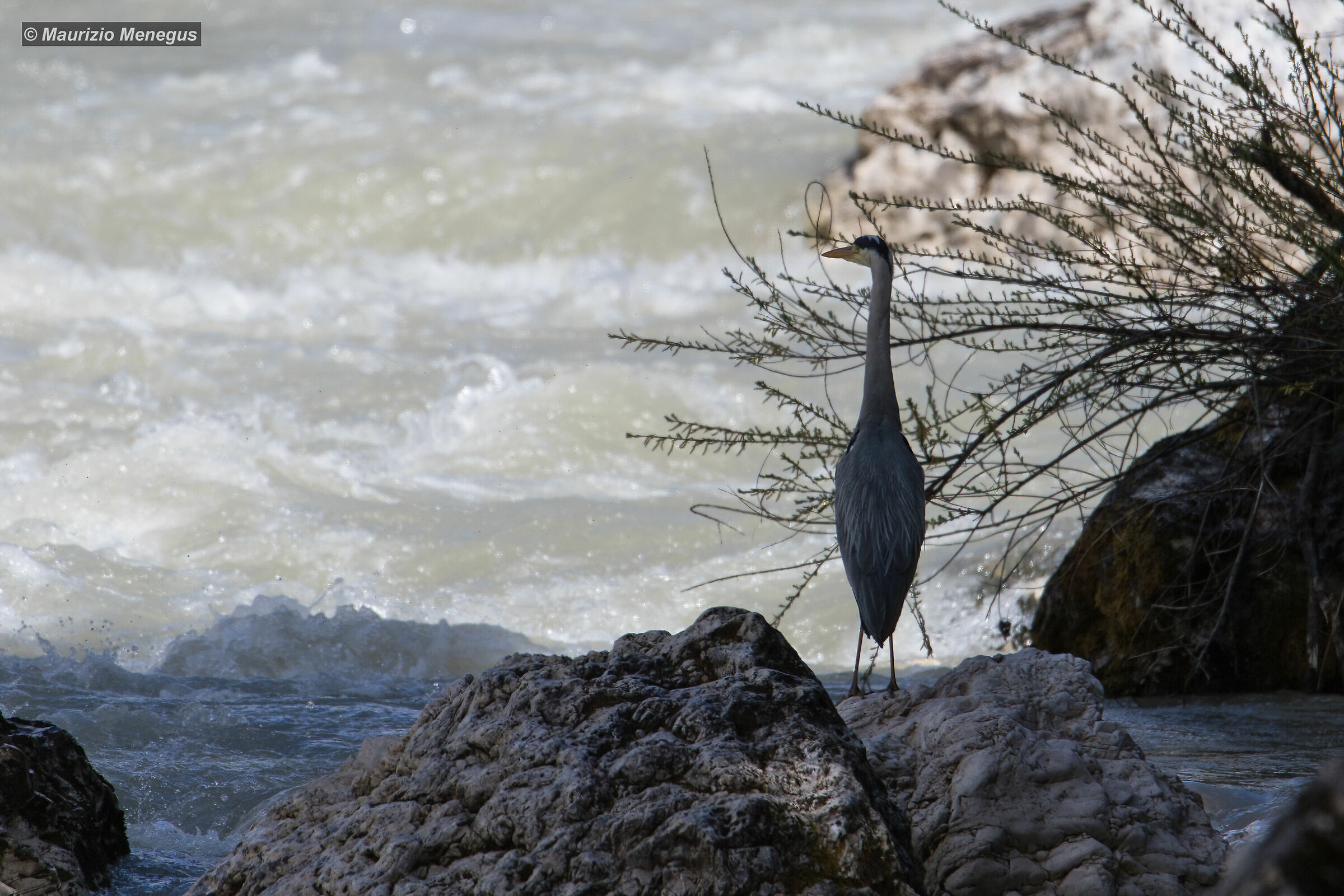 Airone cenerino a caccia sul torrente