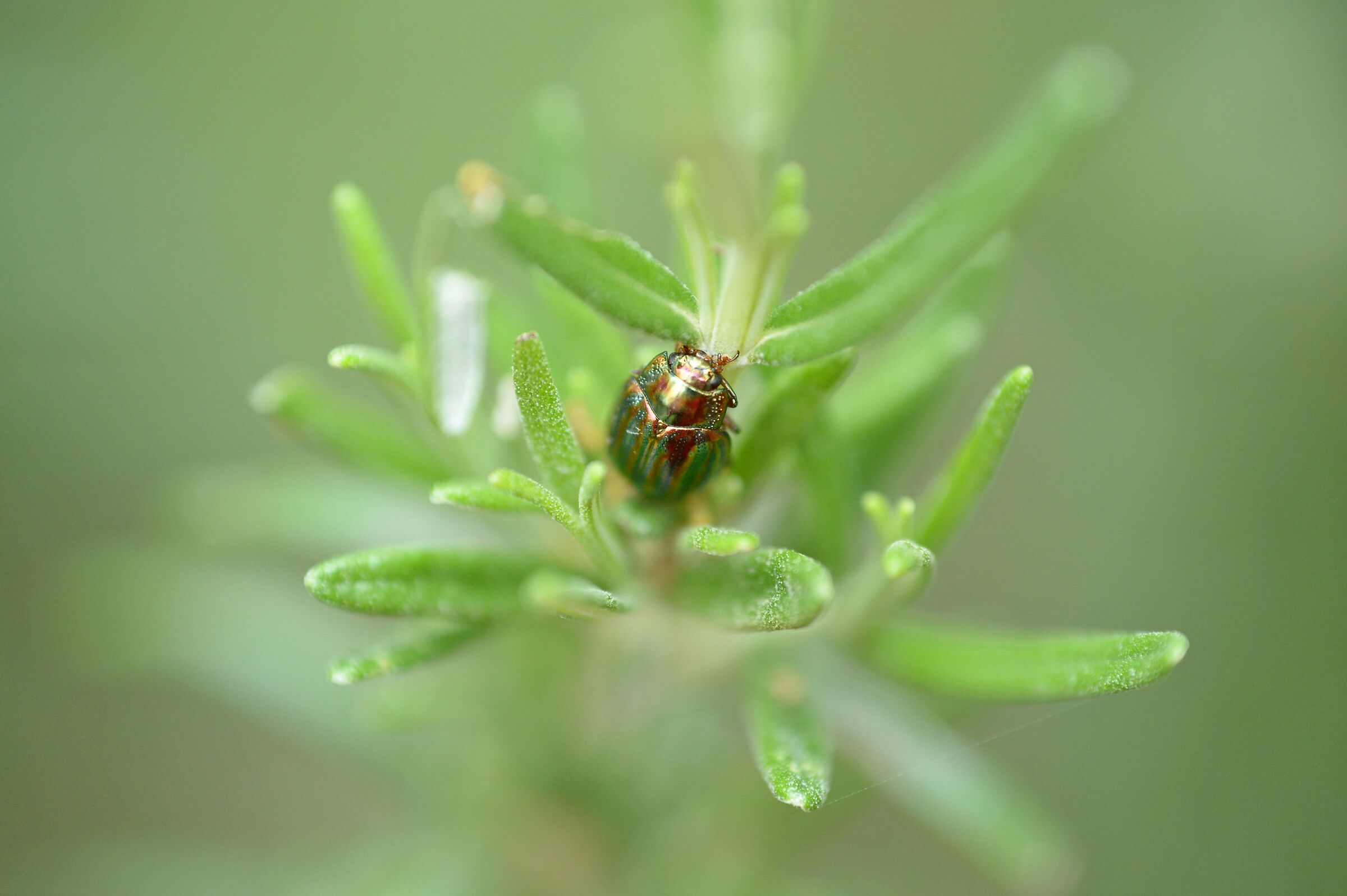 Beetle and rosemary