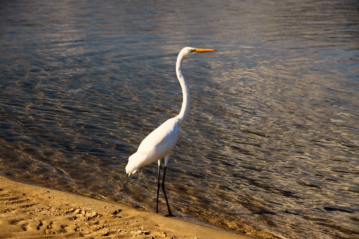 On the beach of Itaipú