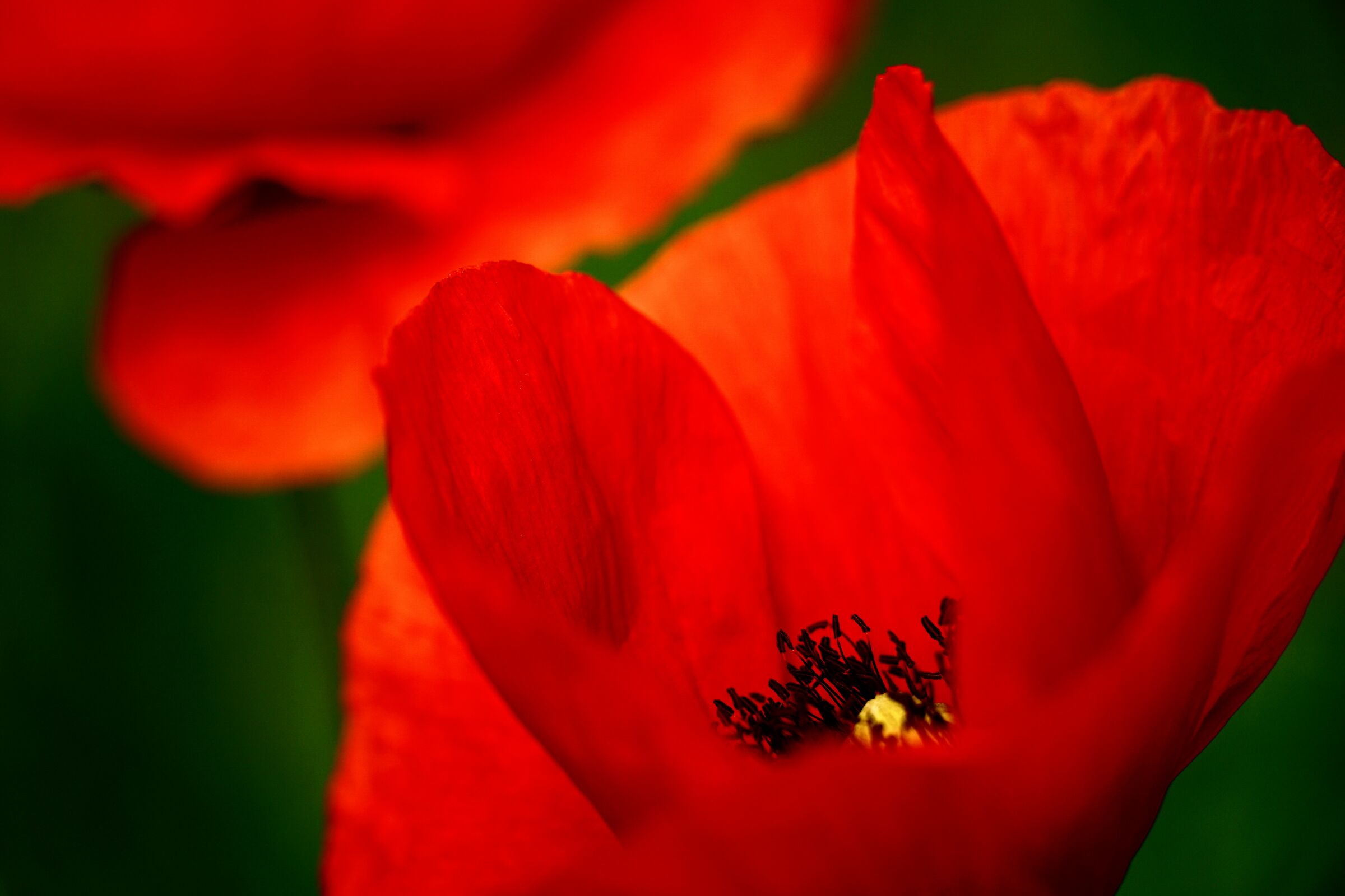 Il classico di maggio