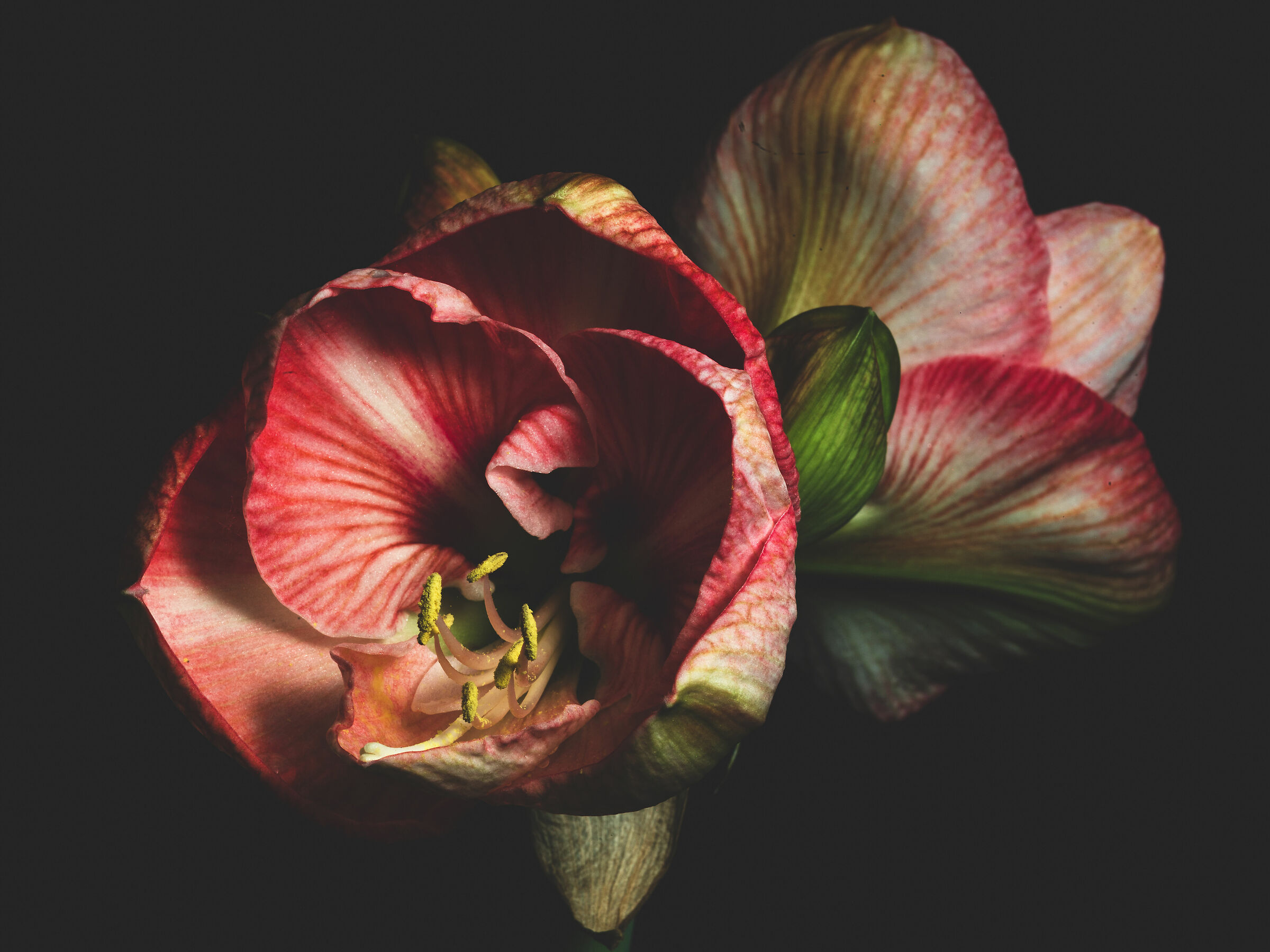 Amaryllis