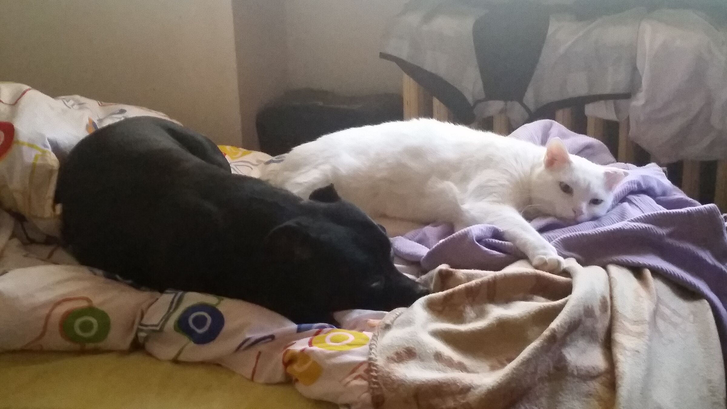 Carmela e Neco
