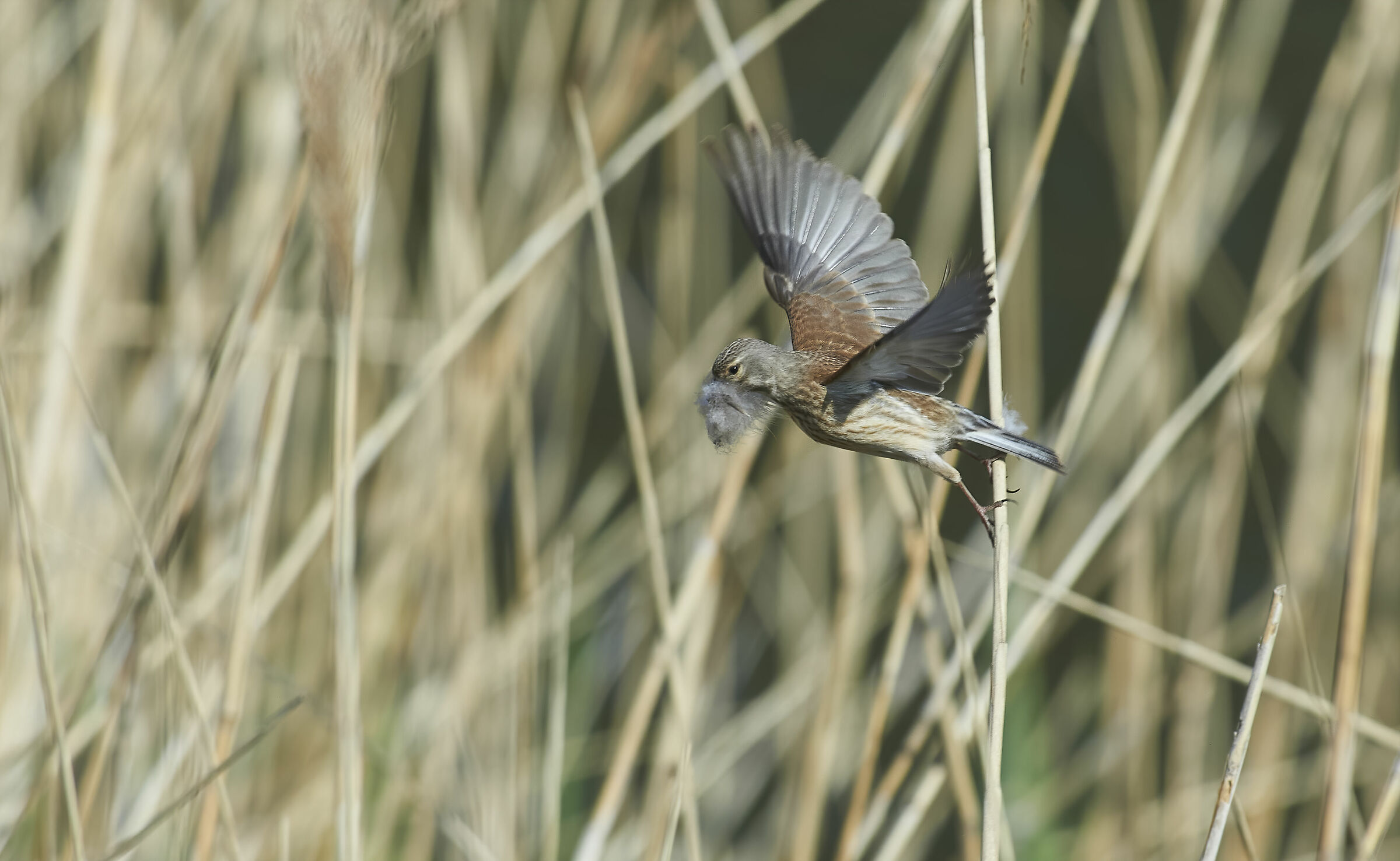 Linnet comune con materiale di nidificazione