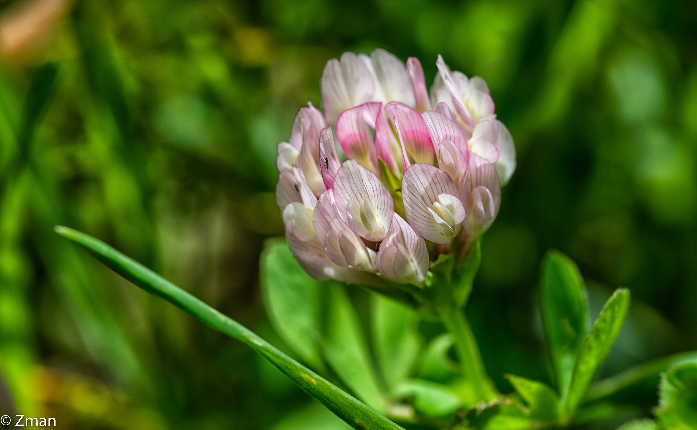 Red Clover Flowers