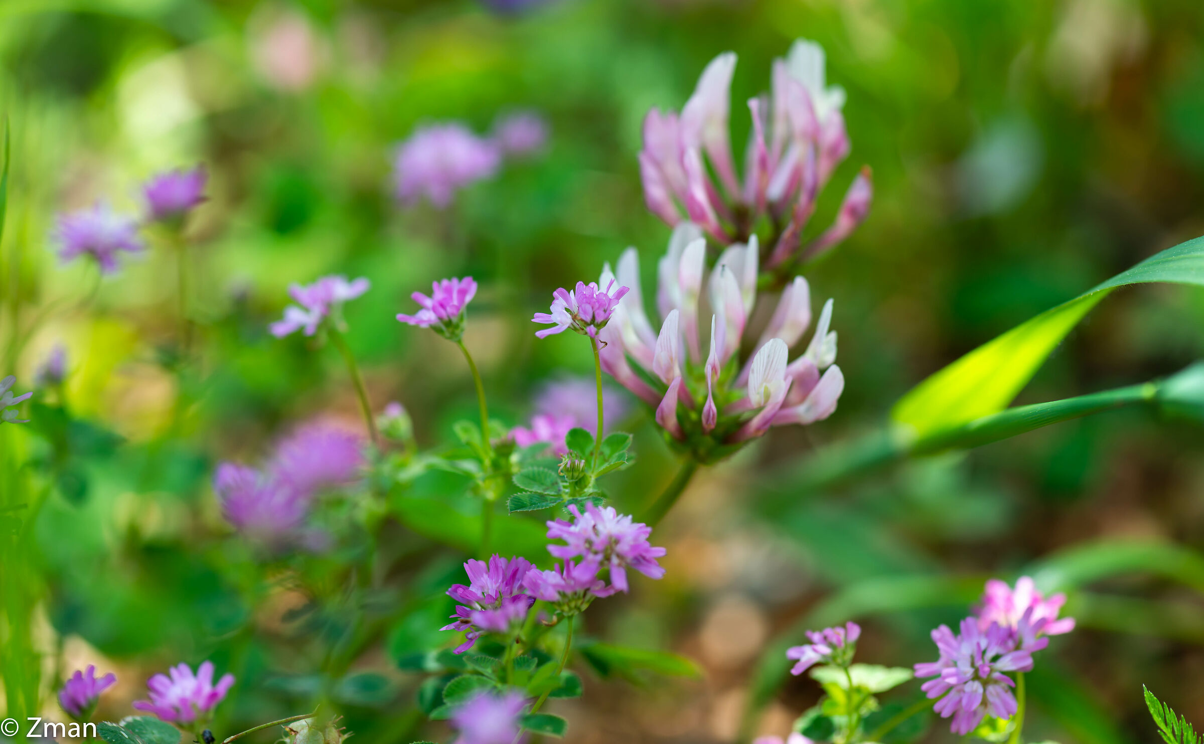 Red Clover Flowers