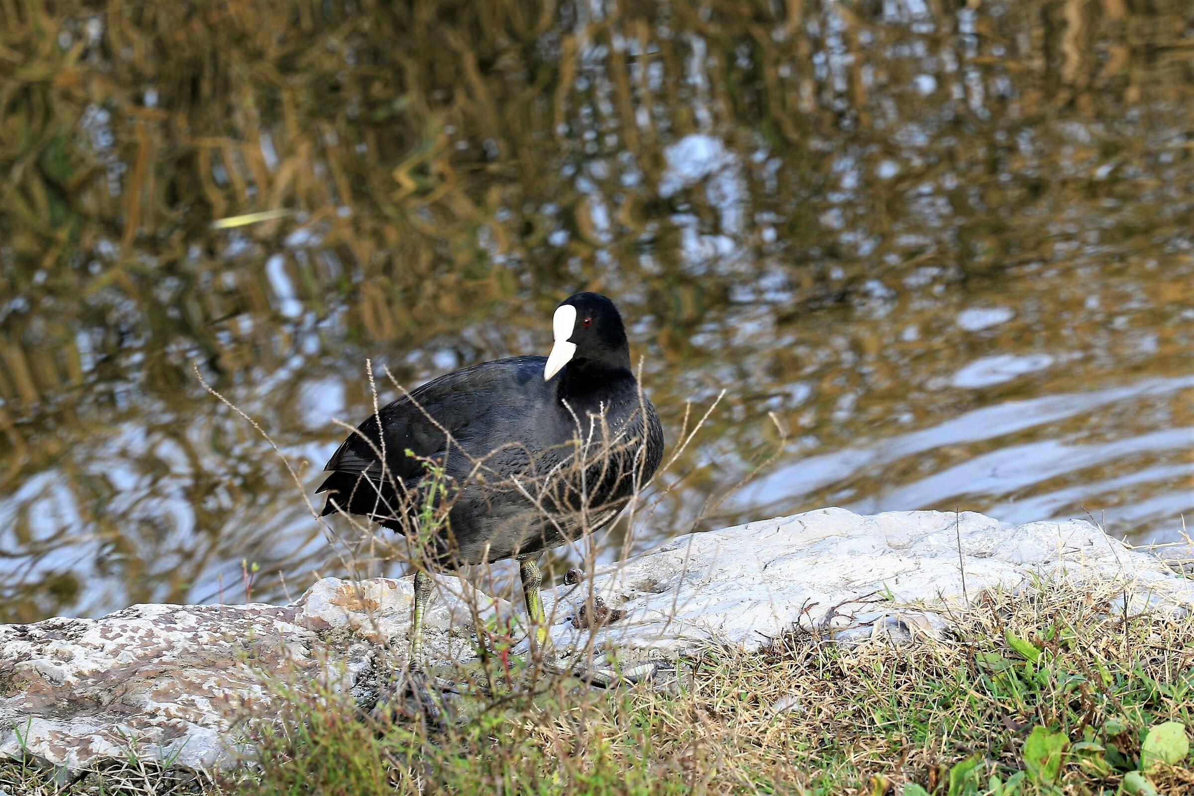 Coot