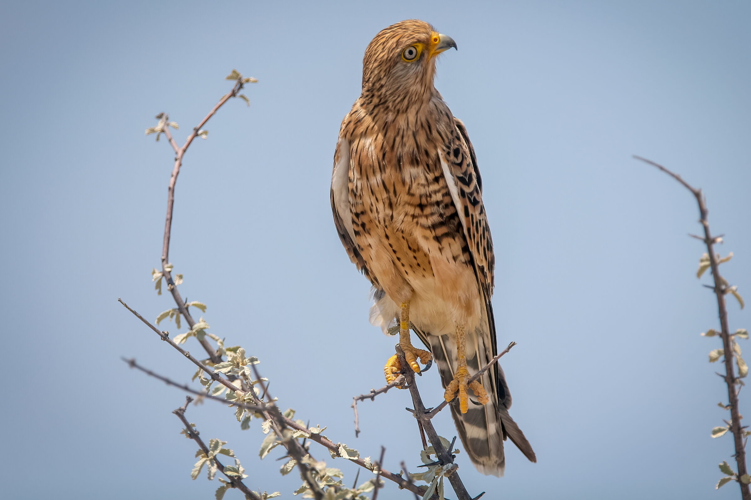 Gheppio maggiore (Falco rupicoloides)