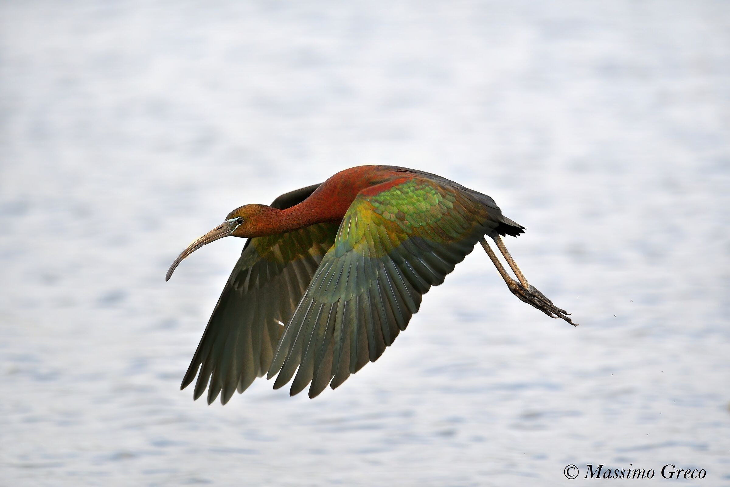 Mignattaio (Plegadis falcinellus)