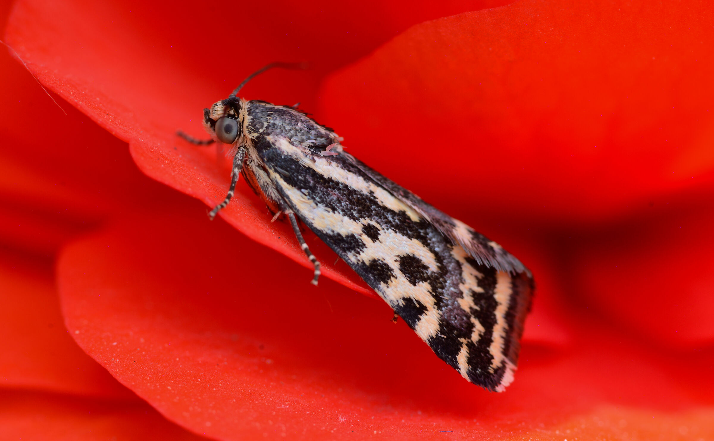 Emmelia Trabealis su begonia