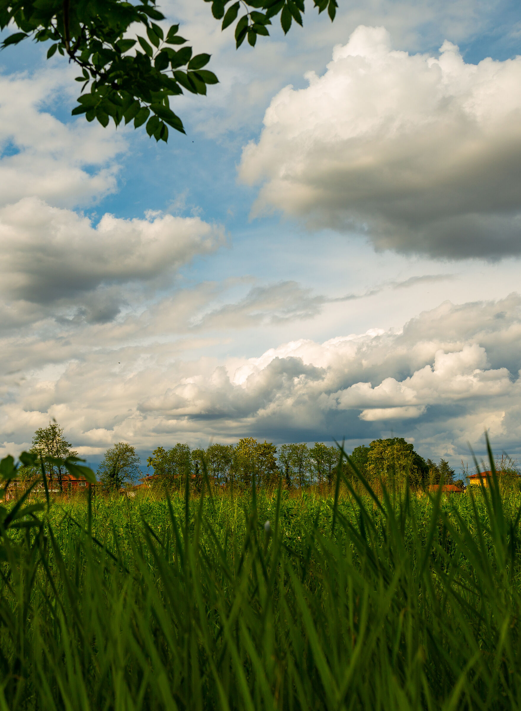 Sguardi, campagna Cordenonese.