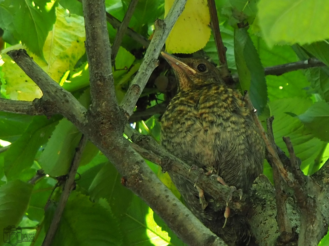 Turdus merula, Linnaeus 1758