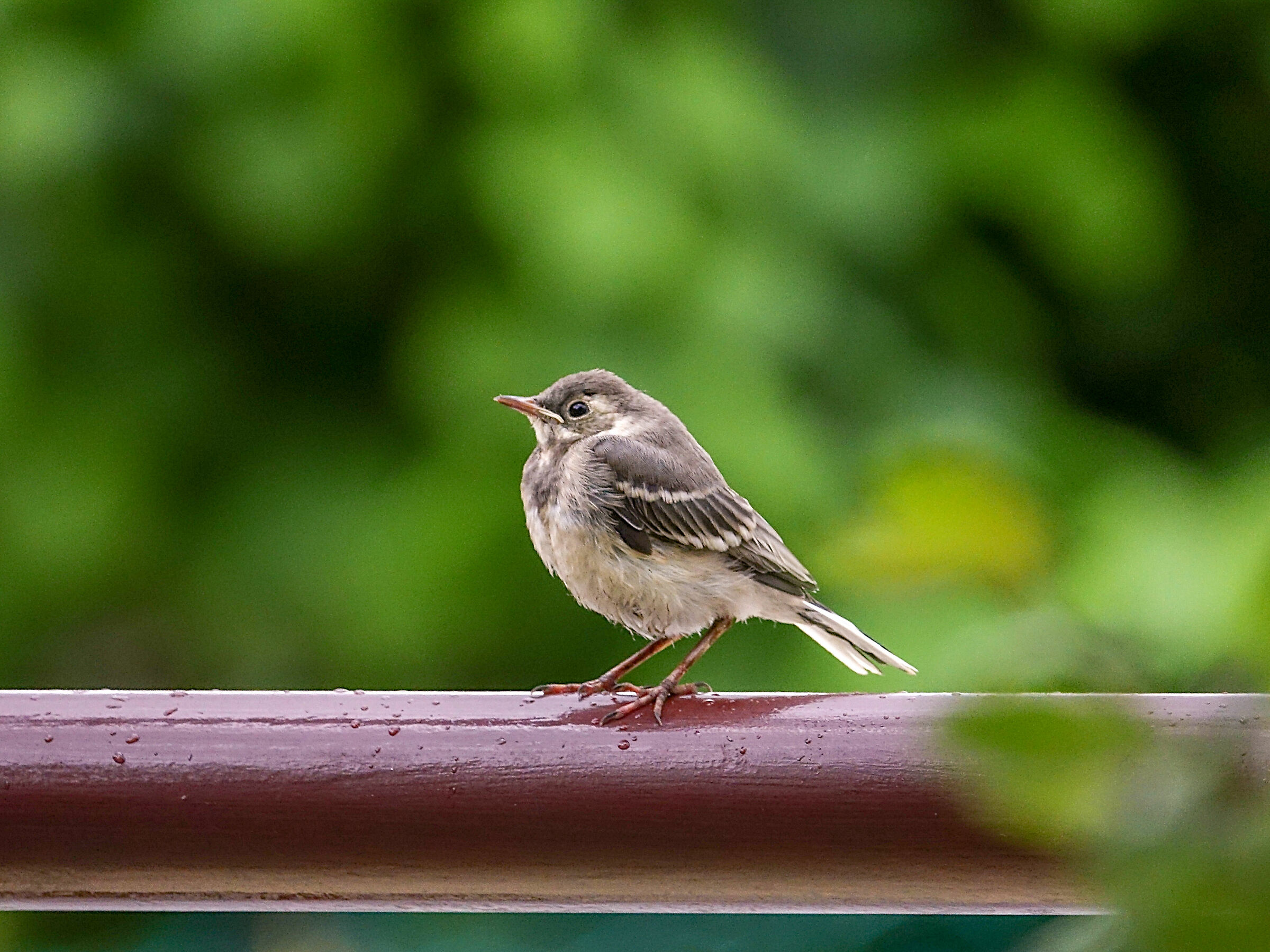Piccolo Ballerina B.